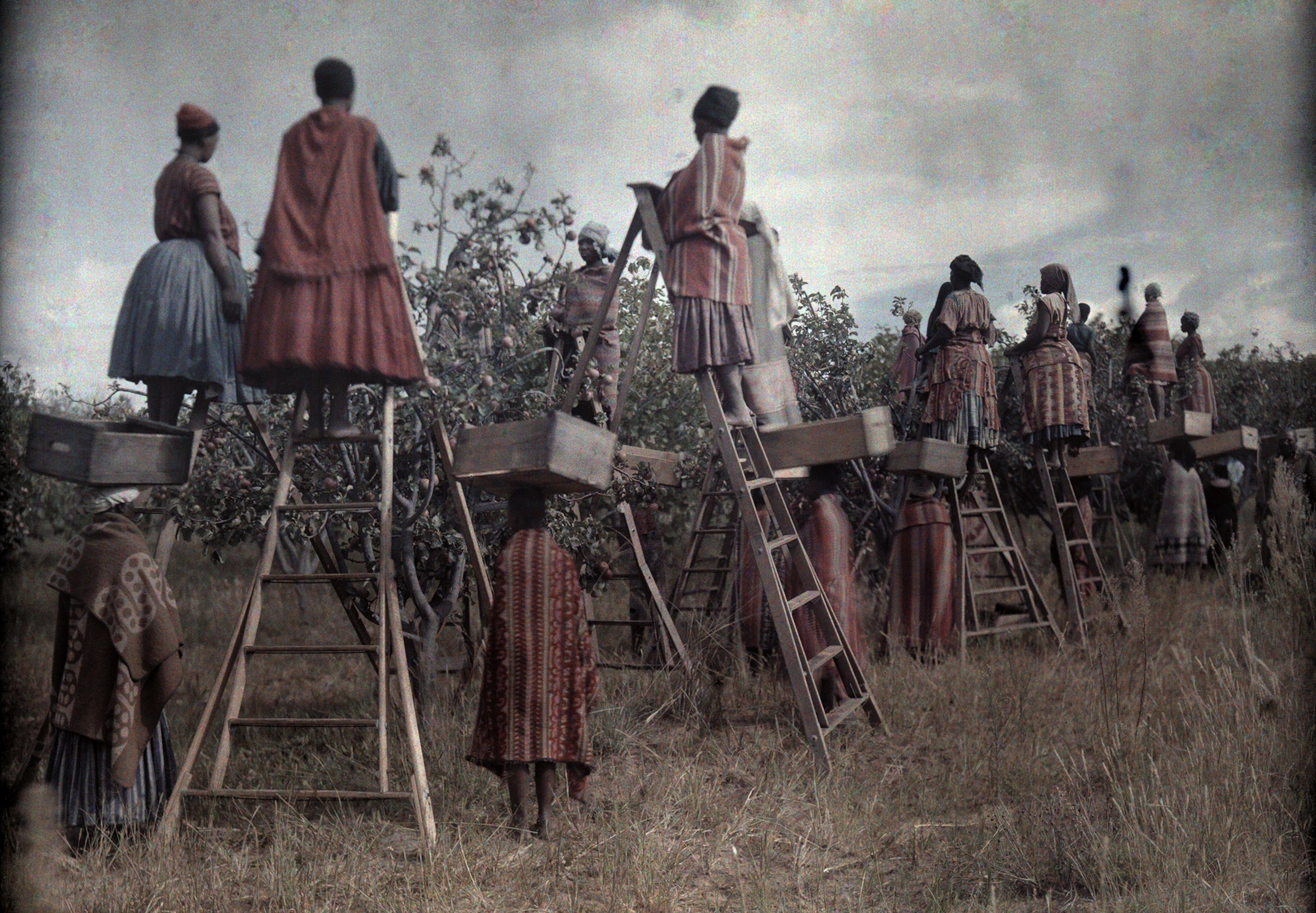 Women use ladders to harvest the fruit in Basuto Valley, South Africa, in 1930.