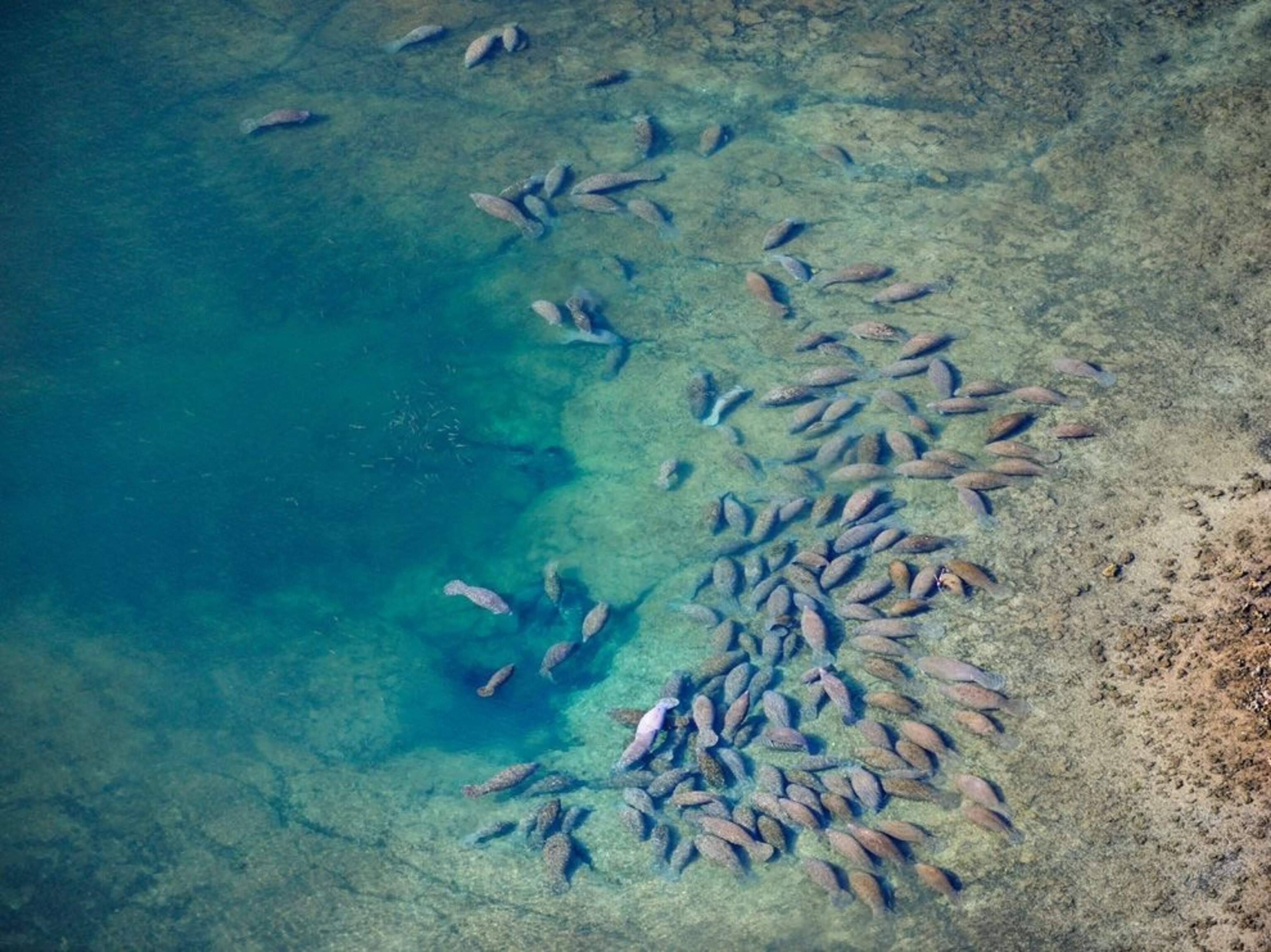 Manatees in Crystal River