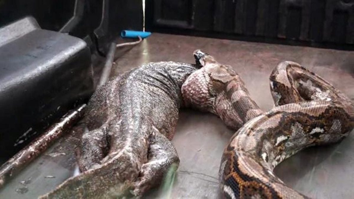 Why a Giant Python Regurgitated a Lizard Half Its Size | National ...
