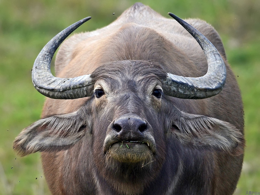 Water Buffalo | National Geographic | National Geographic