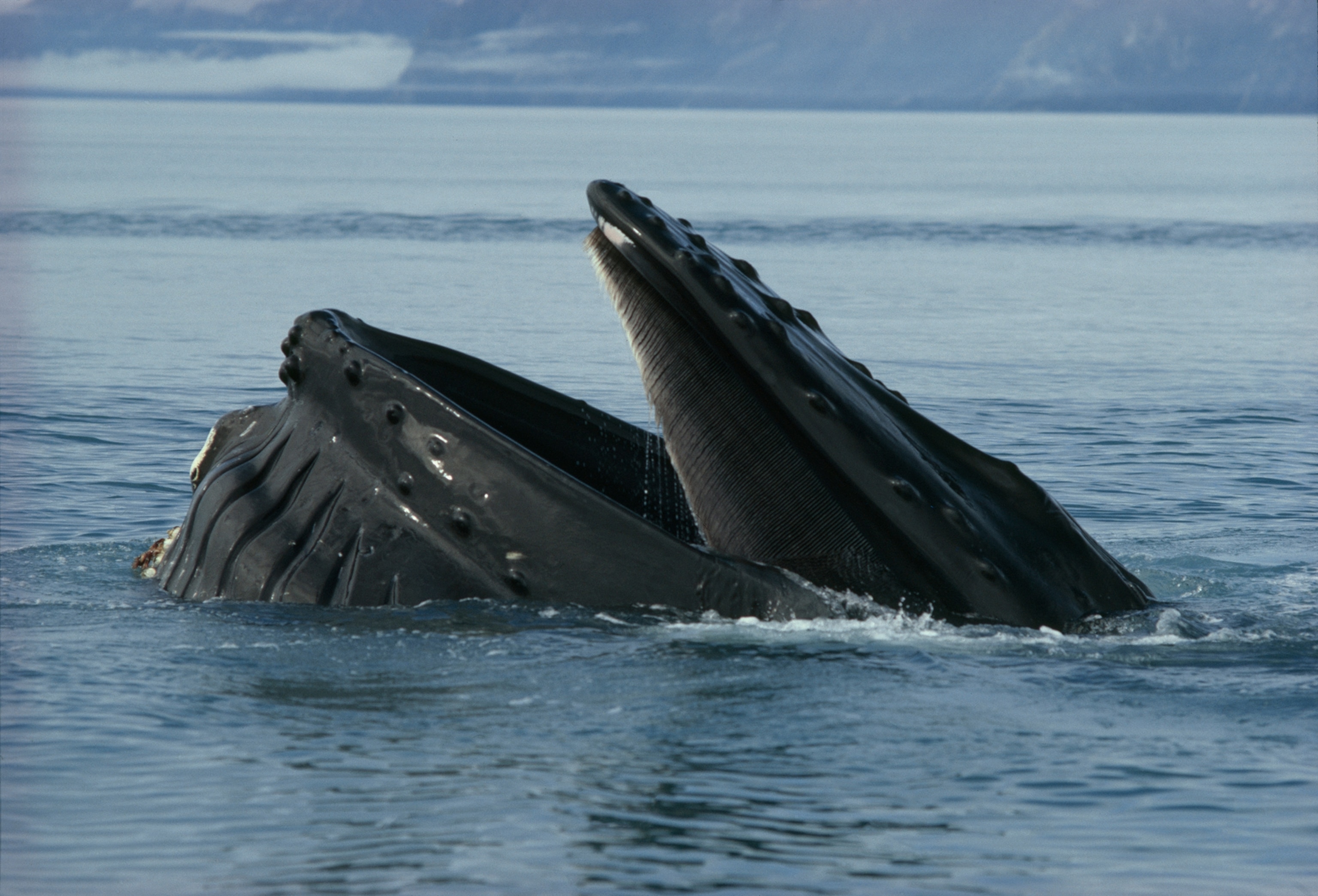 Jonah-size maw: It’s throat ballooning into a huge pouch, a humpback gulps a seawater bouillabaisse, to be strained by fringing baleen for its prime staple of krill, tiny shrimp like crustaceans. And adult’s stomach can hold as much as 1,300 pounds of food. Greenish patches inside the krill result from plankton they feed on. The food-chain equation: Roughly a hundred pounds of plankton yields ten pounds of krill, which yields one pound of whale.