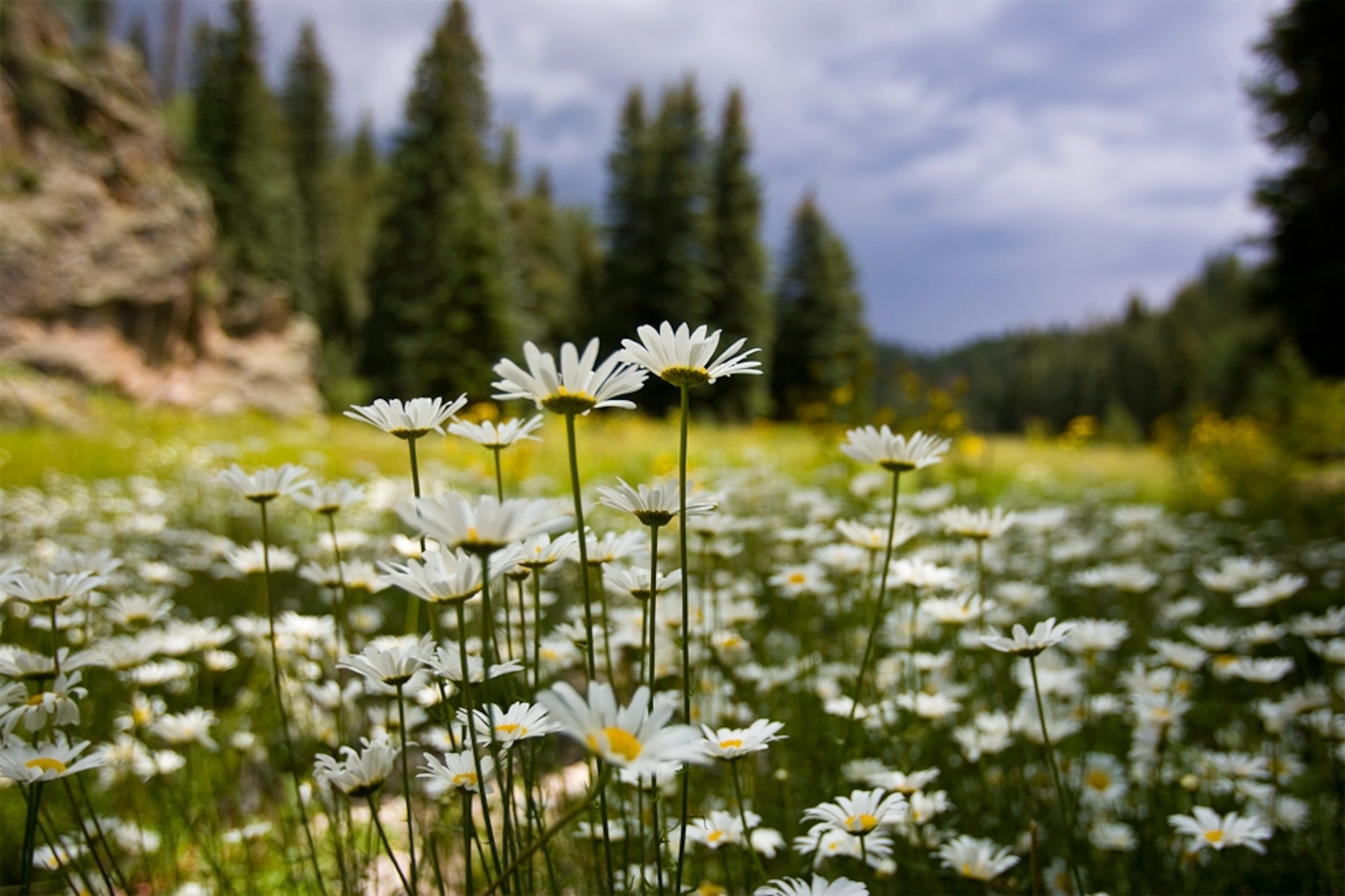Valles Caldera, New Mexico, an area that may be one of America's next national parks.