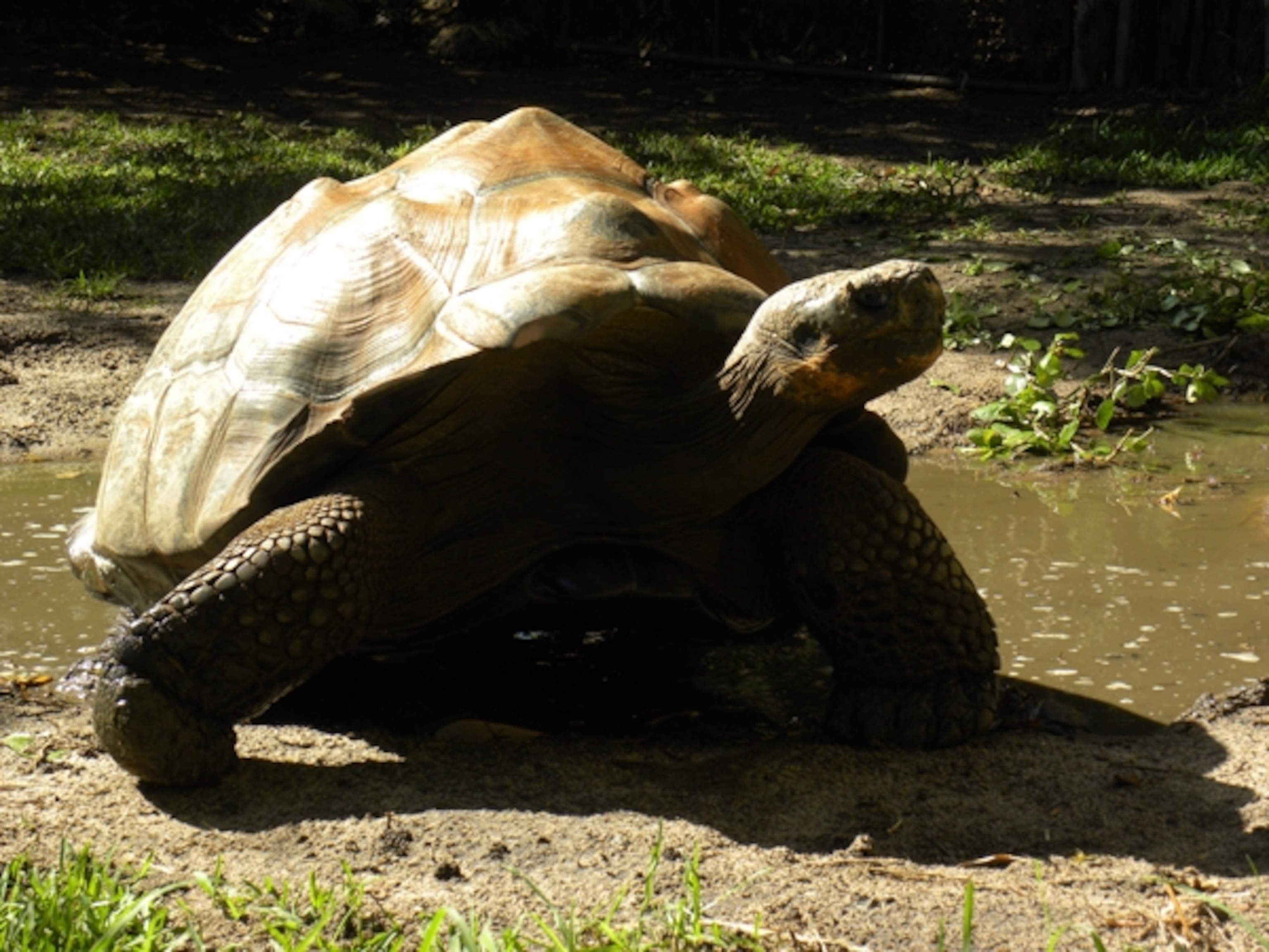 Giant_tortoise2
