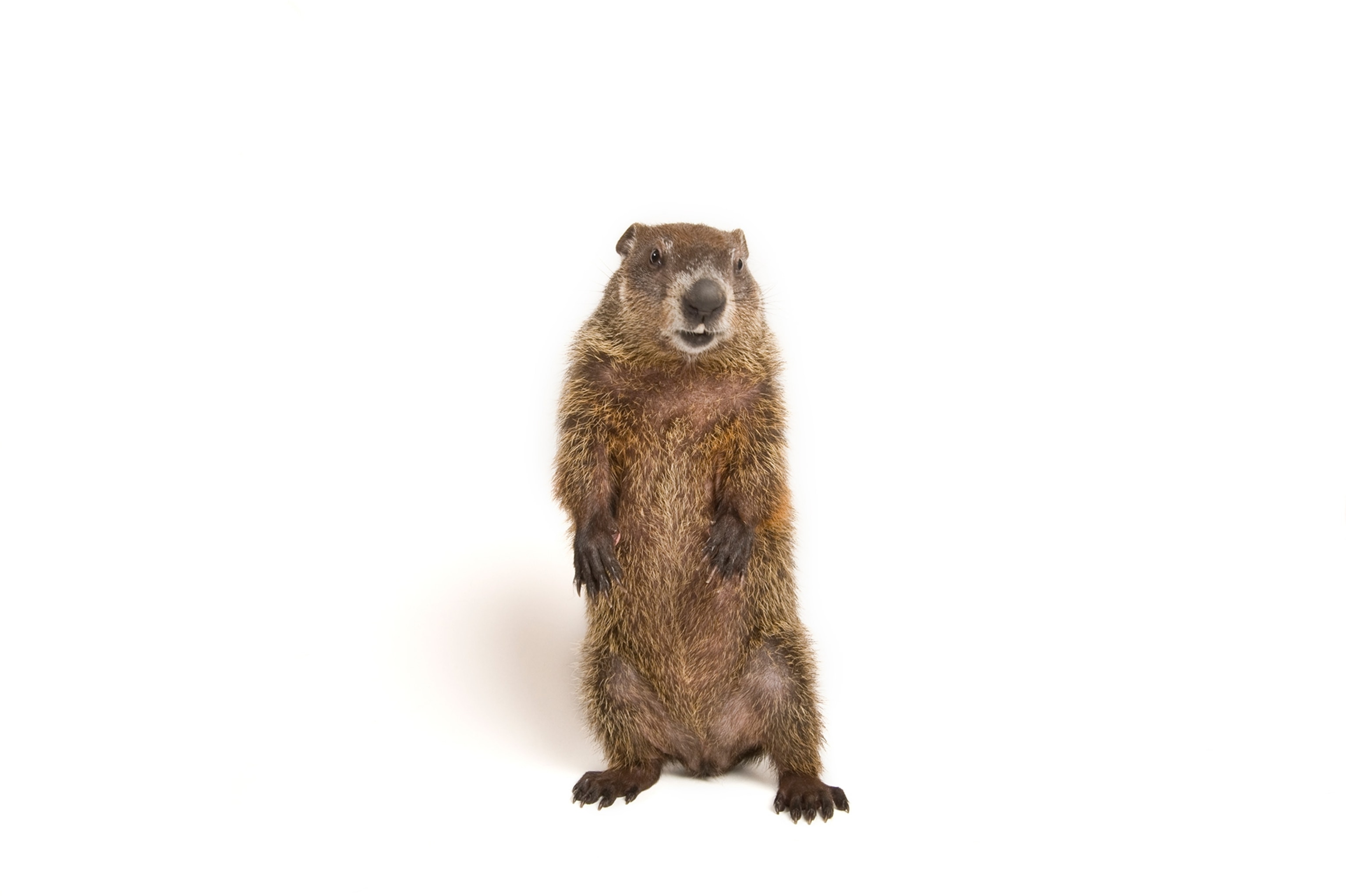 a groundhog