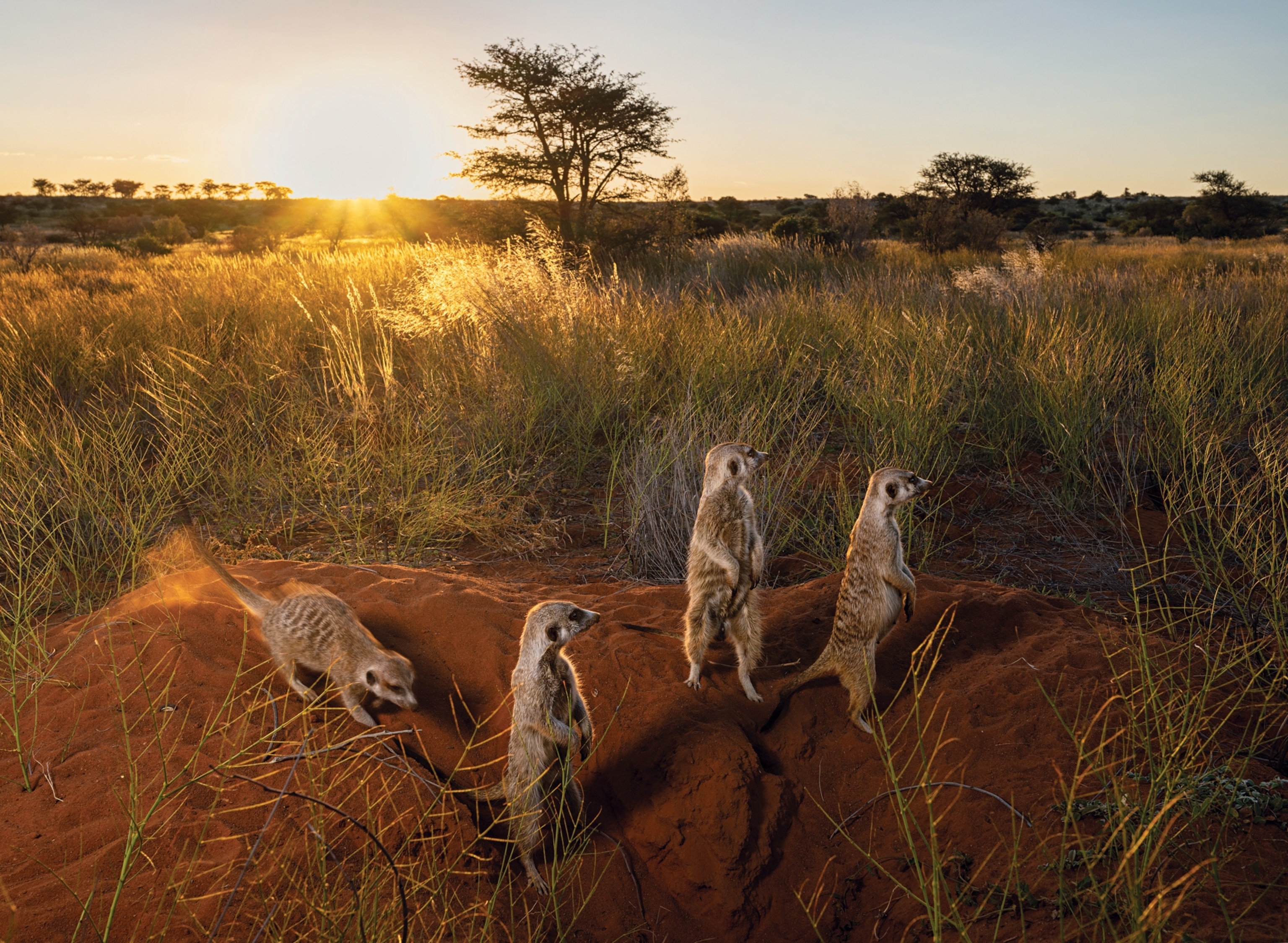 Group of meerkats standing on top of mound and scanning surrounding.