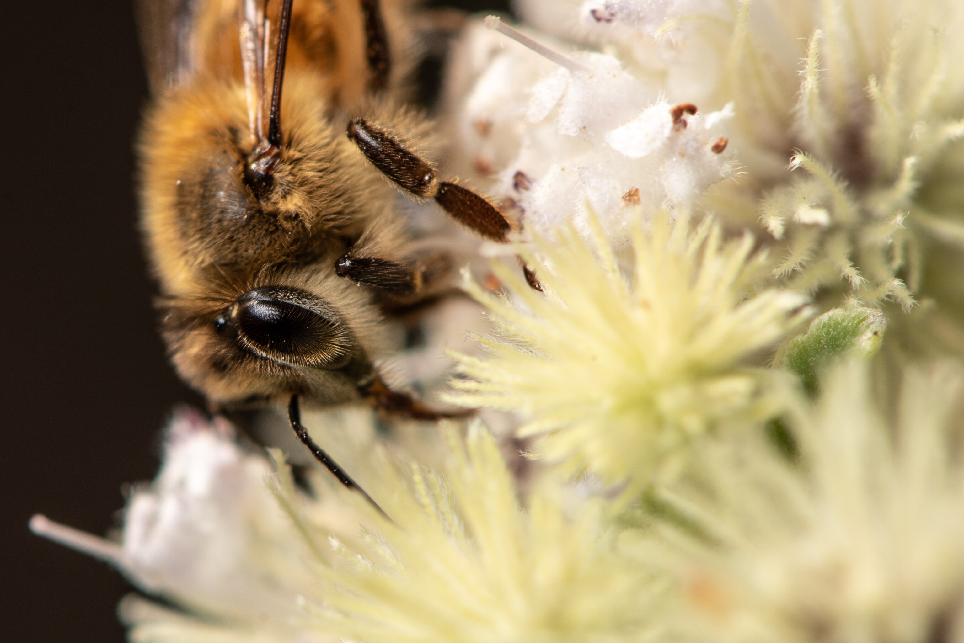 An Apis mellifera collects pollen from a flower of a cerrado biome plant in the Peruaçu Environmental Protection Area in Minas Gerais. This species of bee was introduced to Brazil in the 1950s and accidentally spread, now occupying South and North America.
