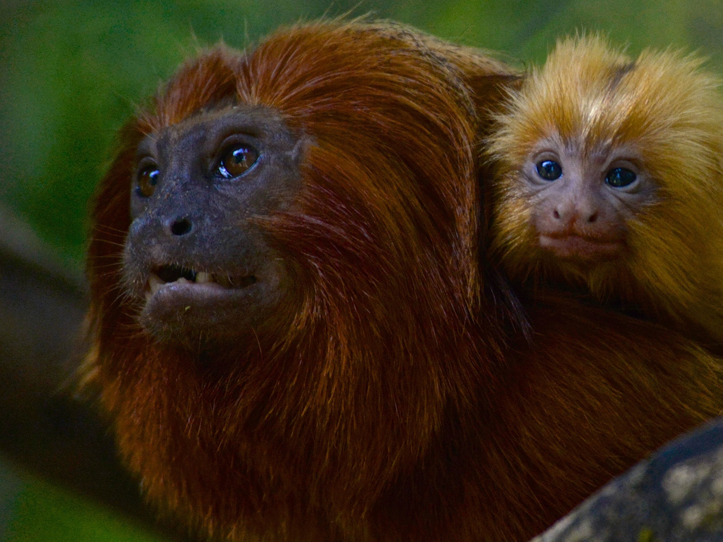 Failure To Launch These Animals Stay With Mom For Years