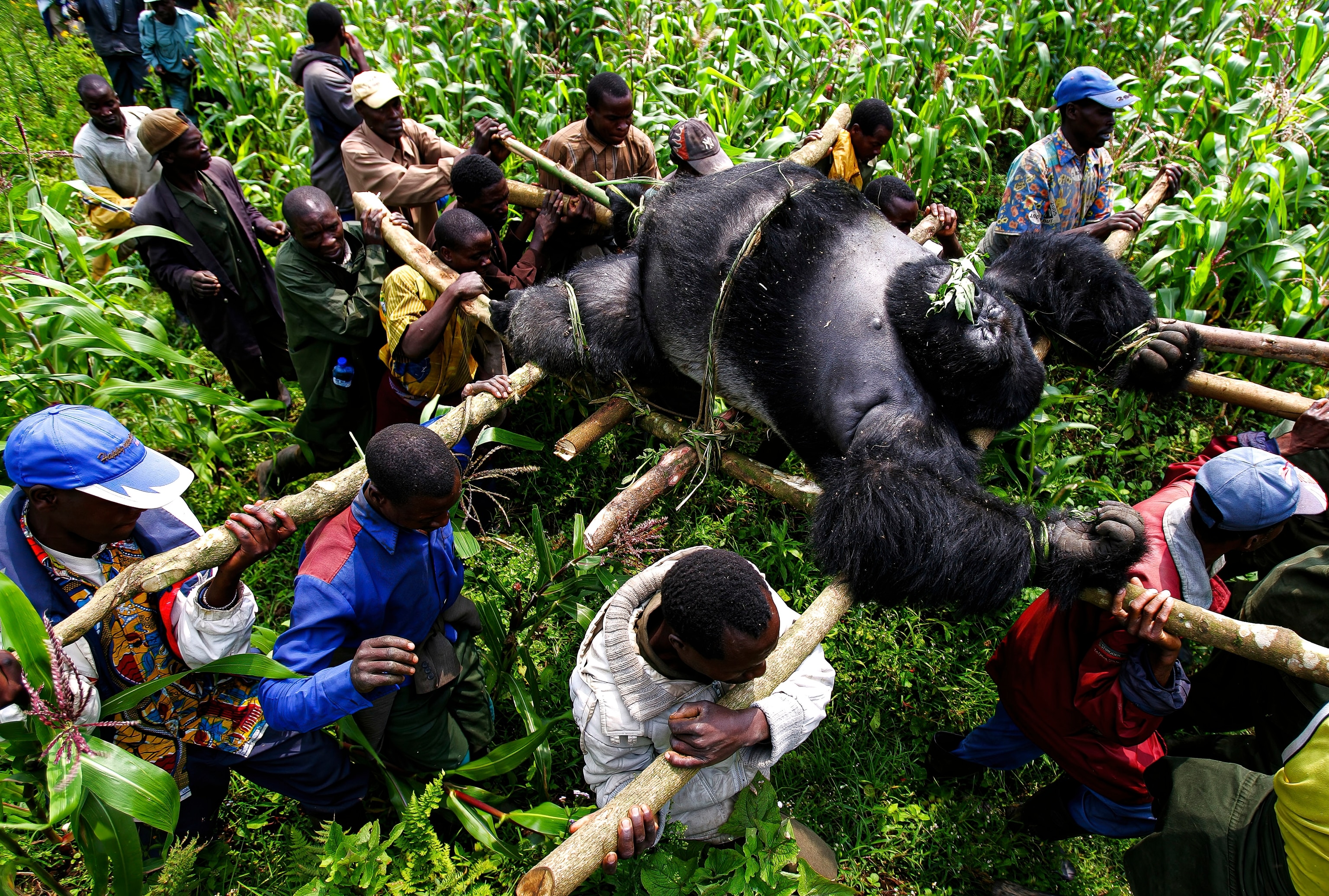 A large gorilla being carried by a group of men after being killed