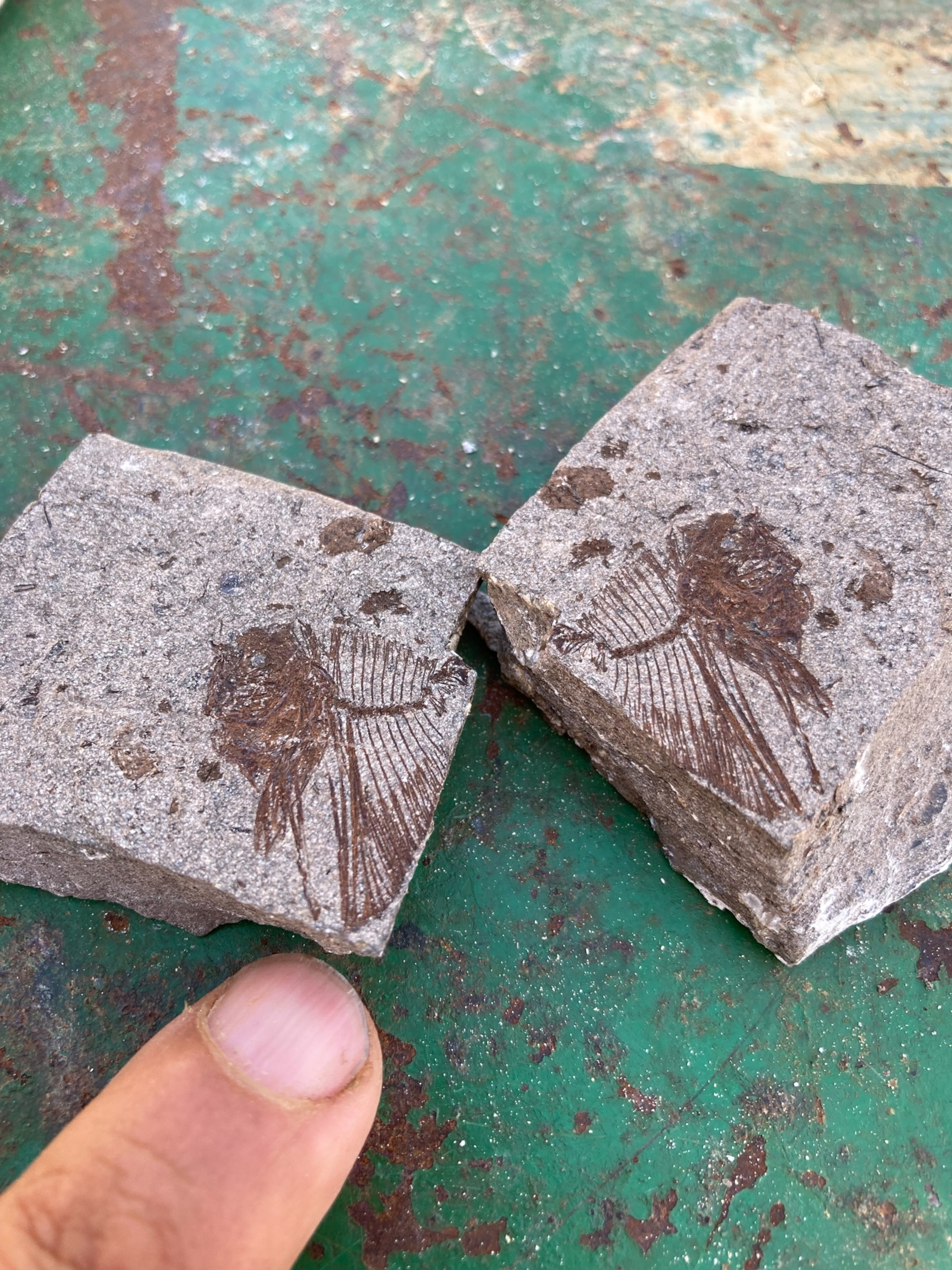 A finger points to two pieces of stone with matching fish fossils, displaying detailed fin and body imprints. The stones rest on a worn green surface.