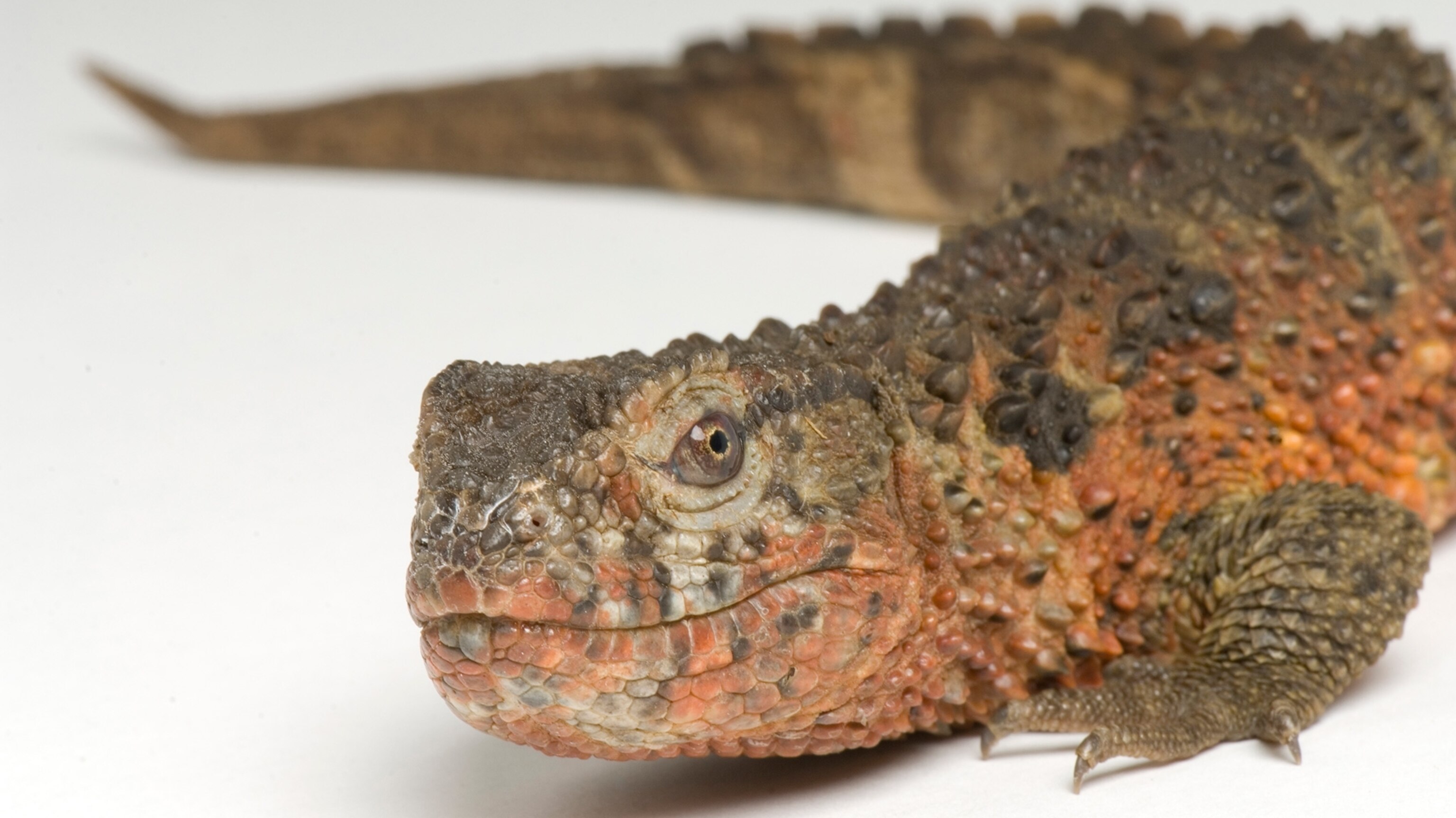 crocodile skin lizard