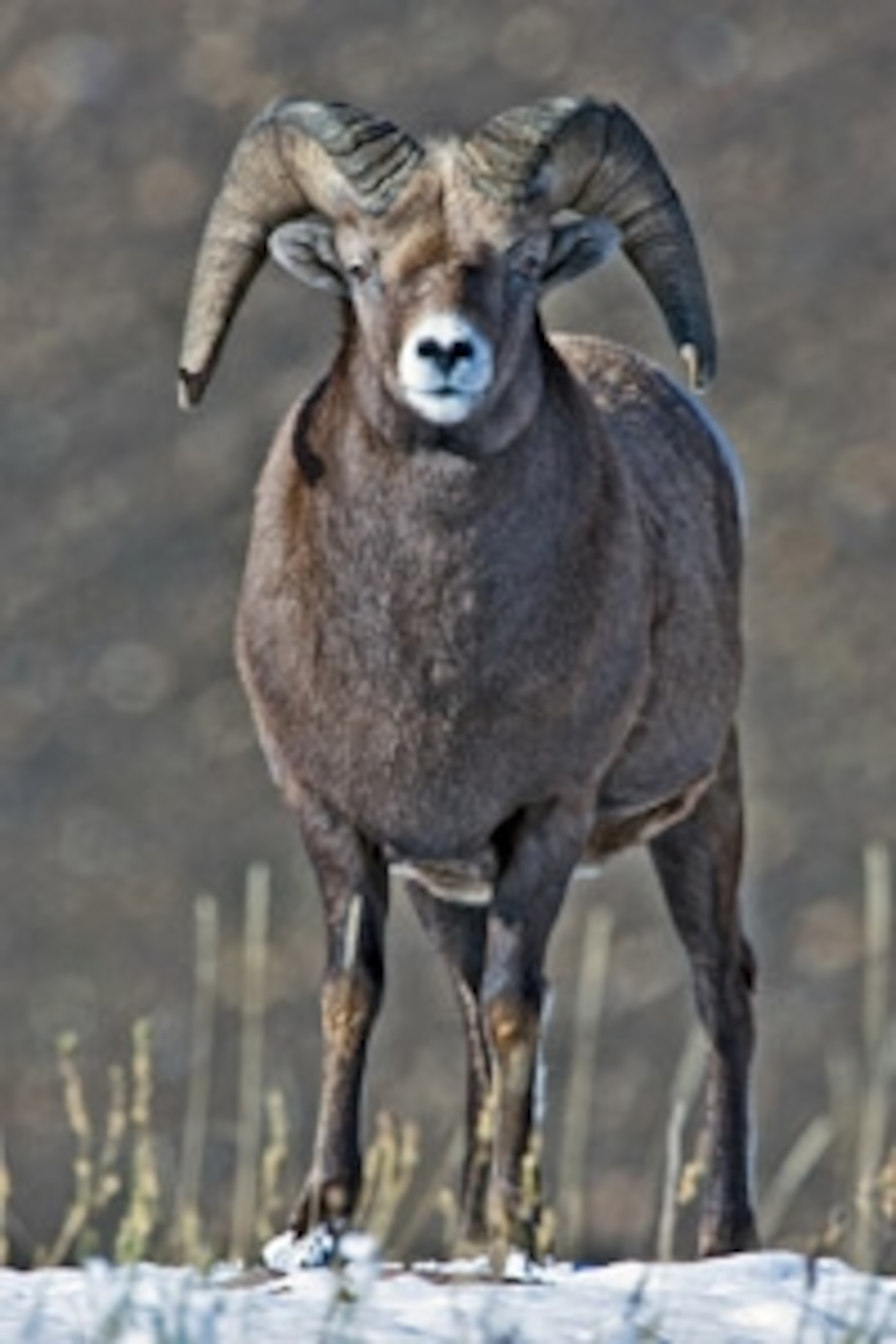 Big_Horn_Sheep.jpg