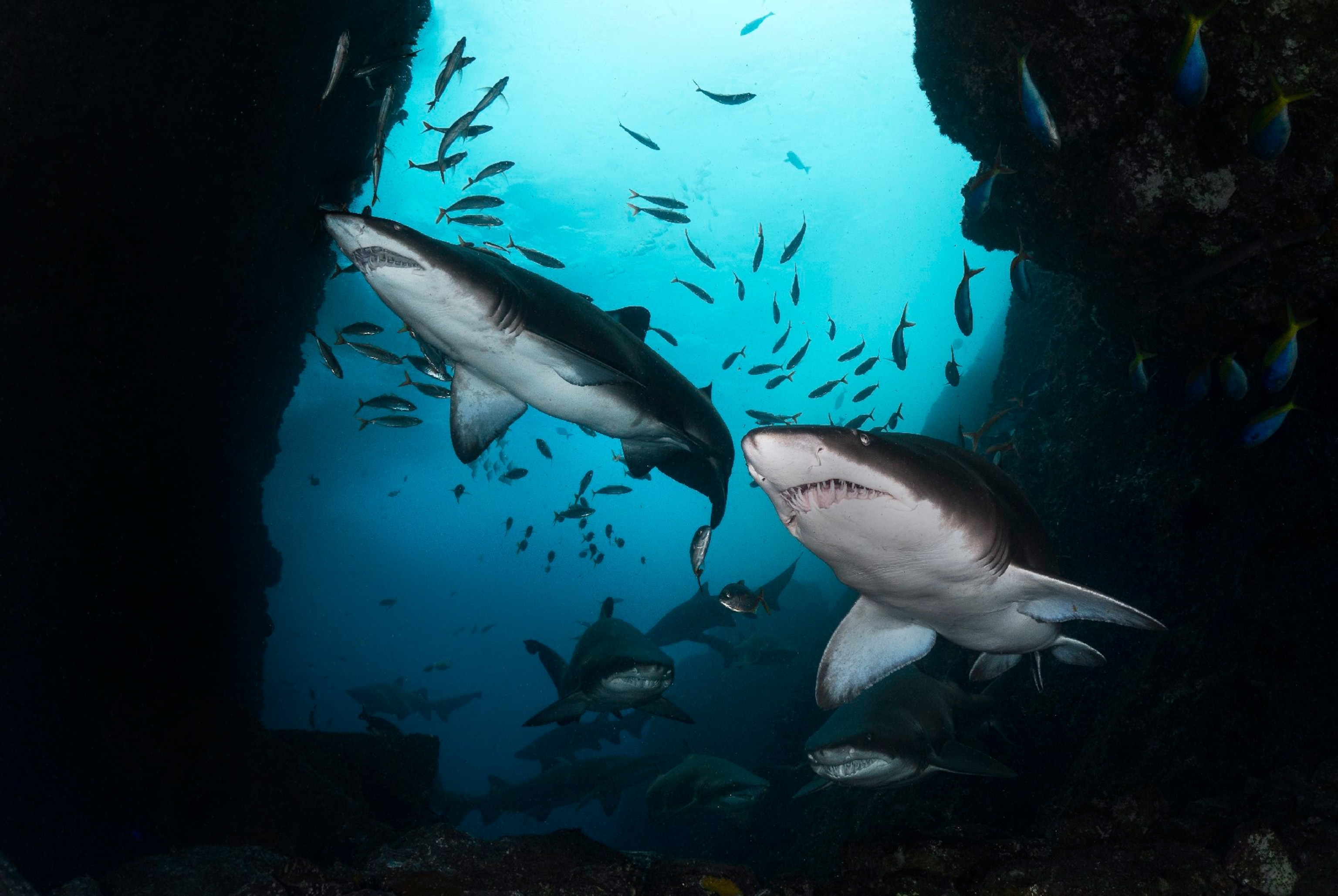 grey nurse sharks