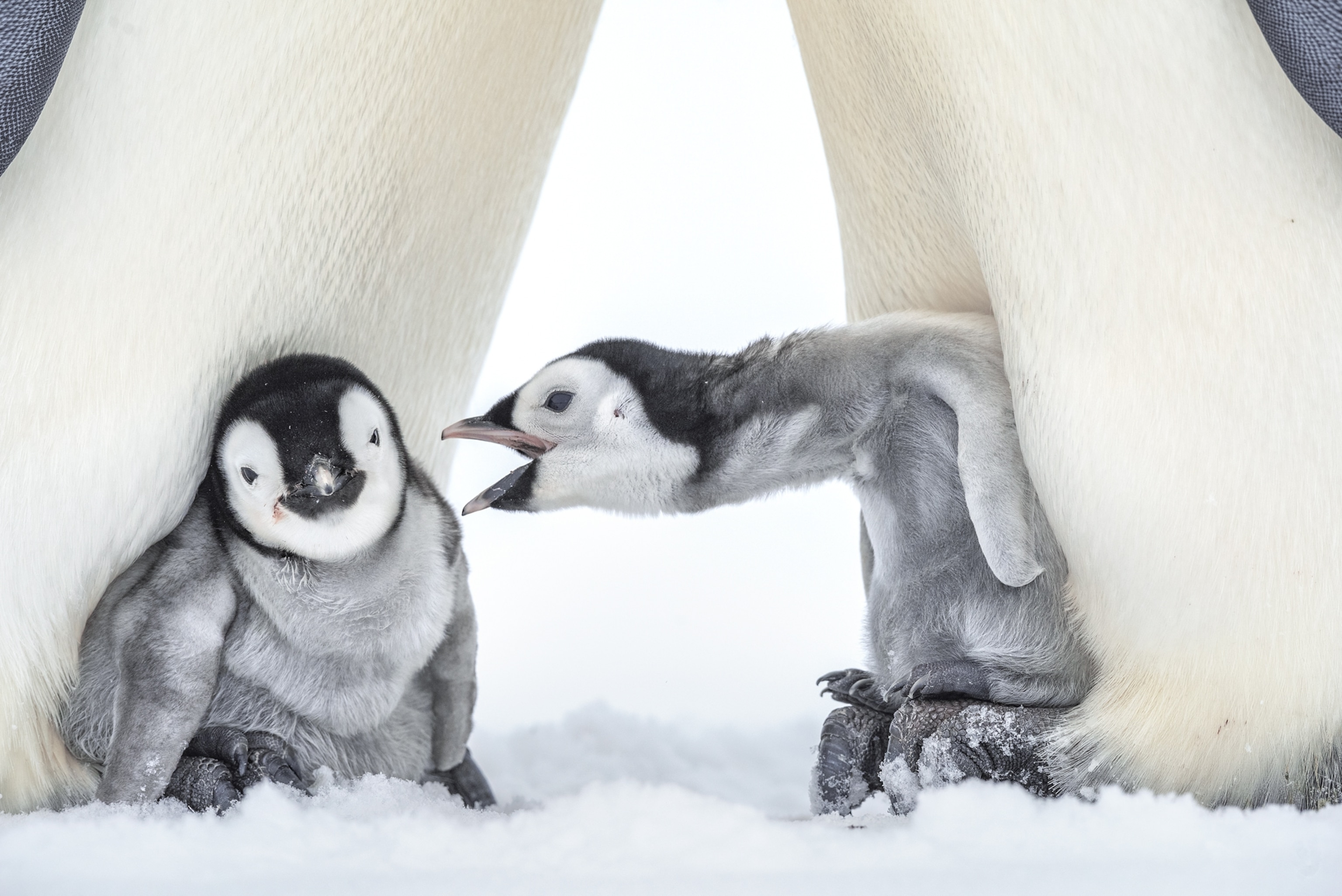 two chicks socializing from under parent's bellies.