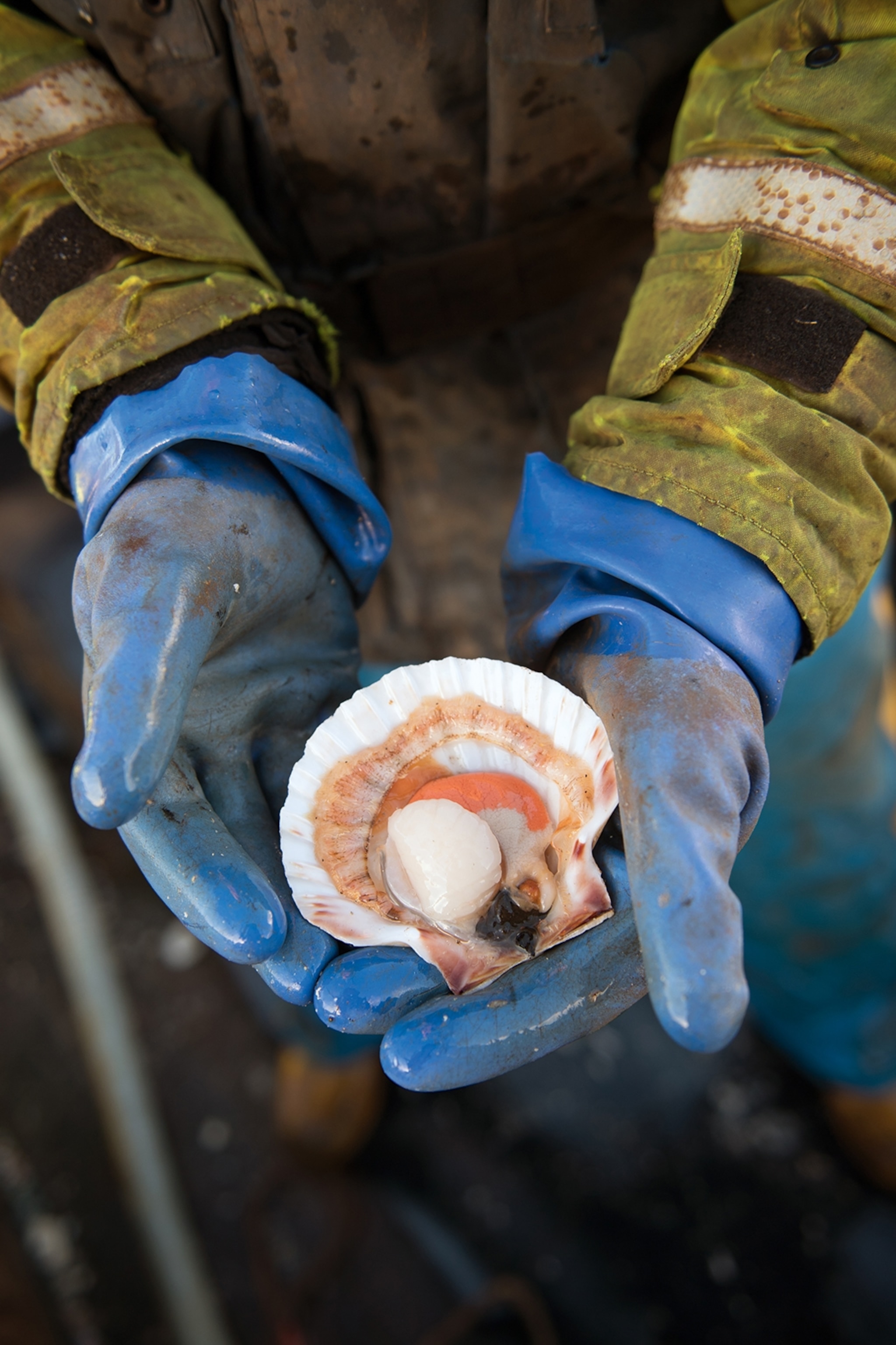 A close-up of a fisherman presenting a fresh, open scallop in their gloved hands.