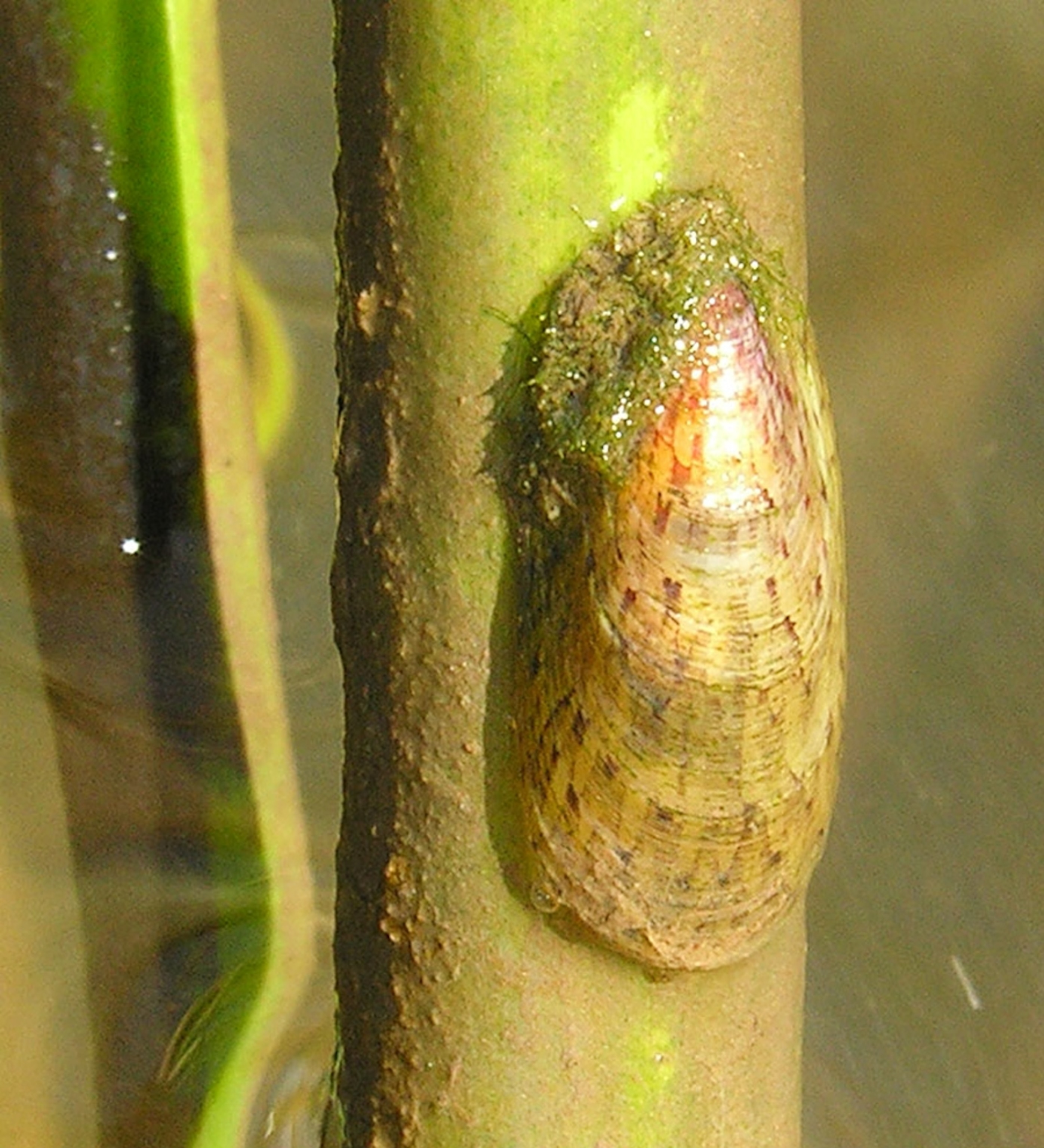 A mollusk clings to a wetland plant