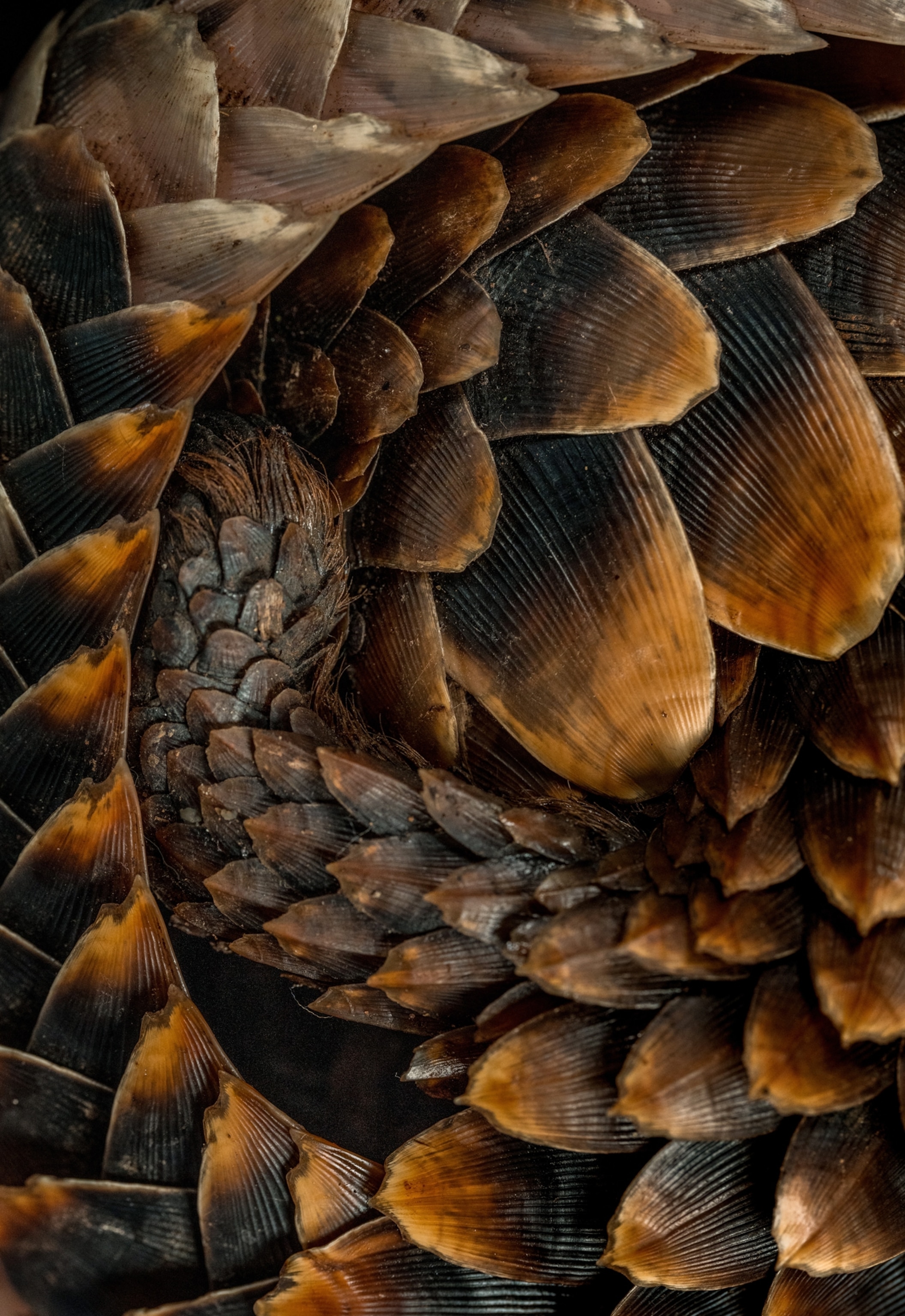 A close up of a curled-up black bellied pangolin, showing of the lined texture of their scales, resembling fingernails, and the black and dark orange color.