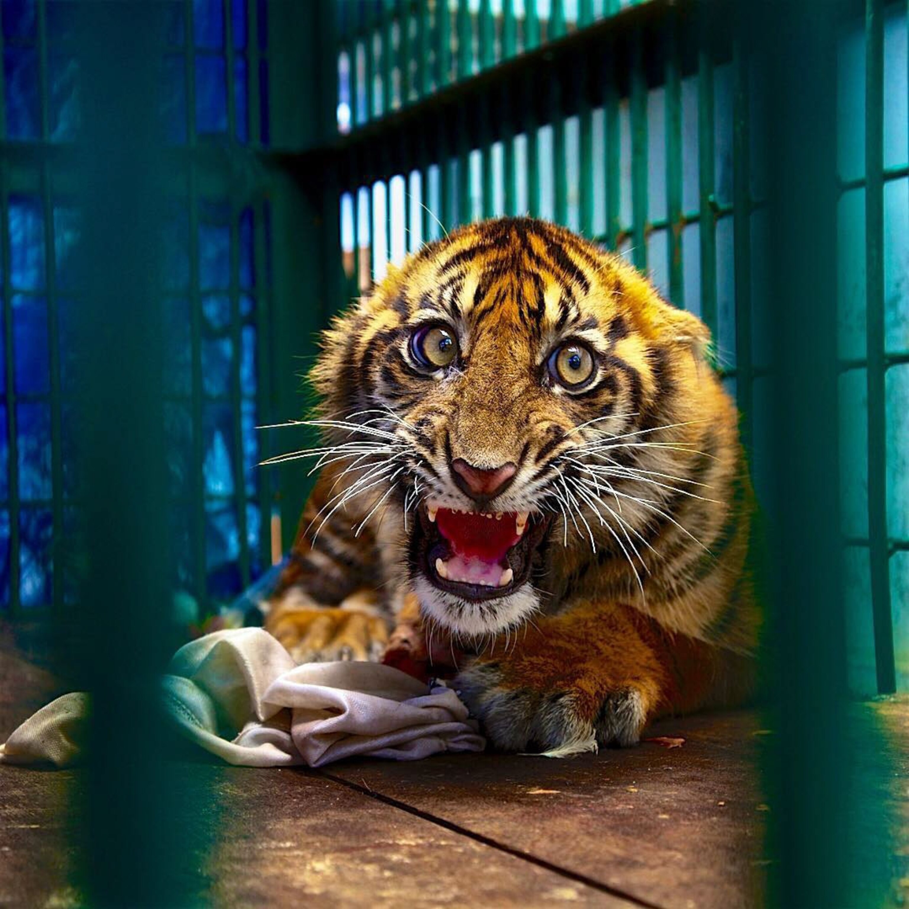 a Sumatran tiger cub snarling