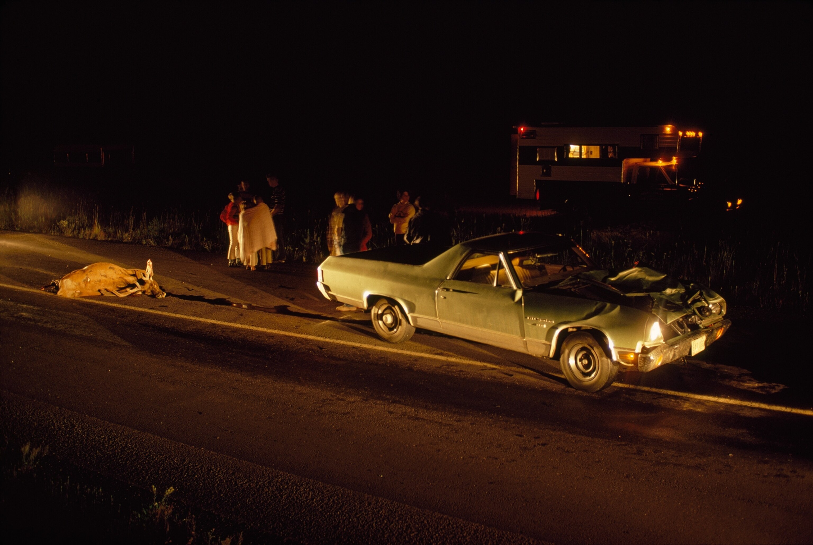 a road collision involving an elk