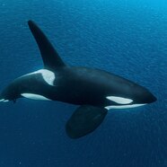 Wild Orca Wallpaper