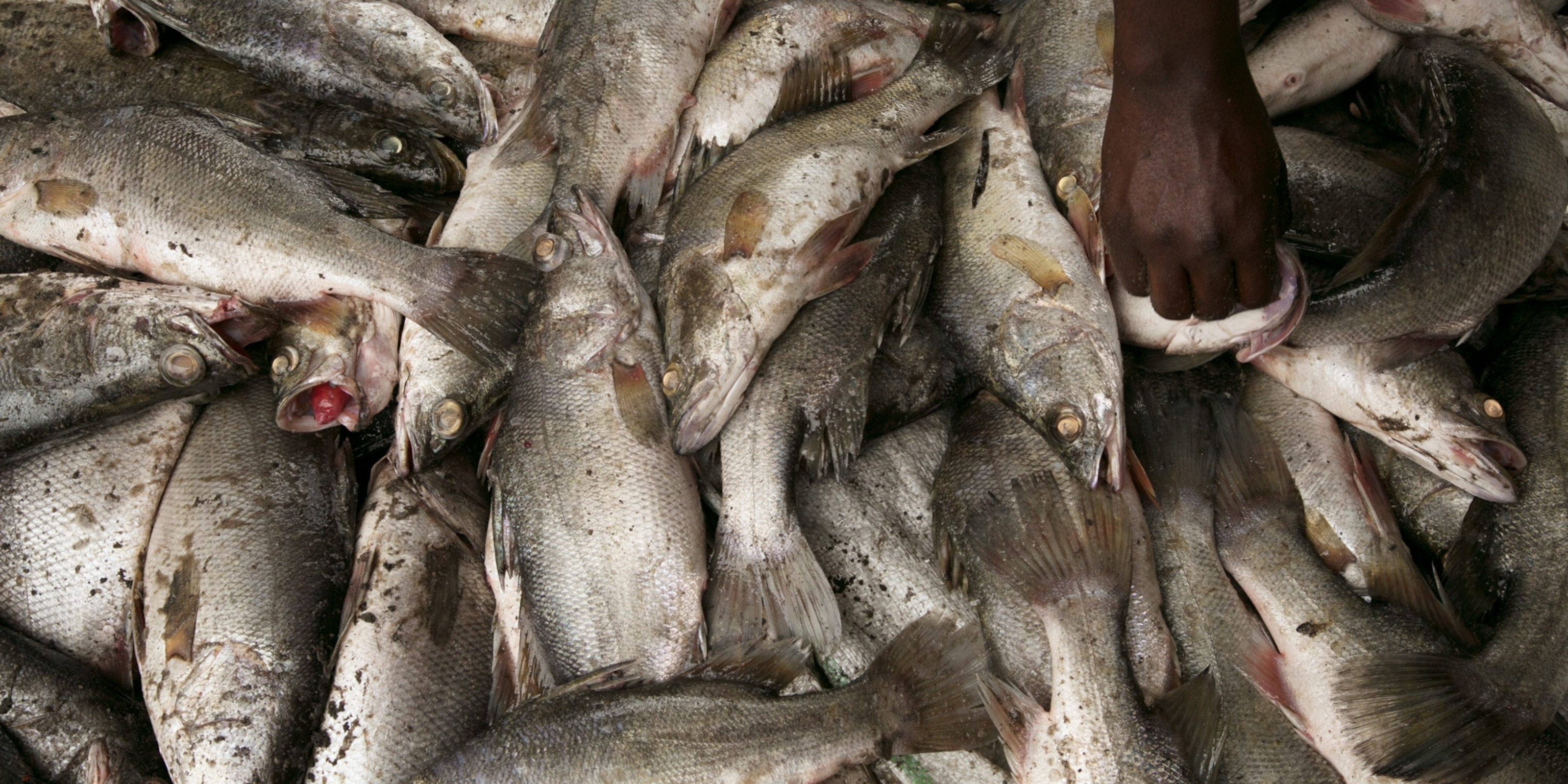 What Happens When Africa S Largest Lake Runs Out Of Fish