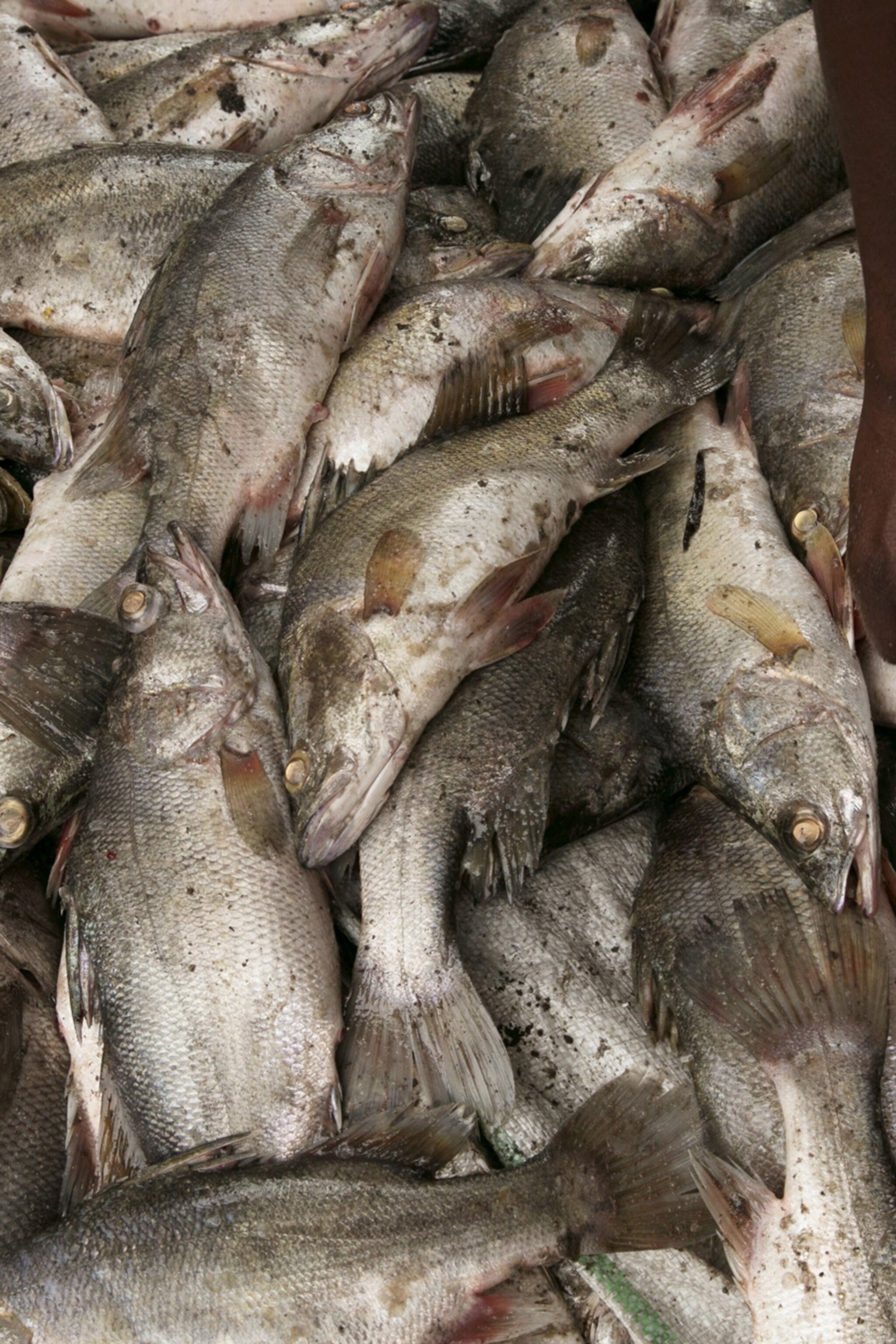 What Happens When Africa S Largest Lake Runs Out Of Fish