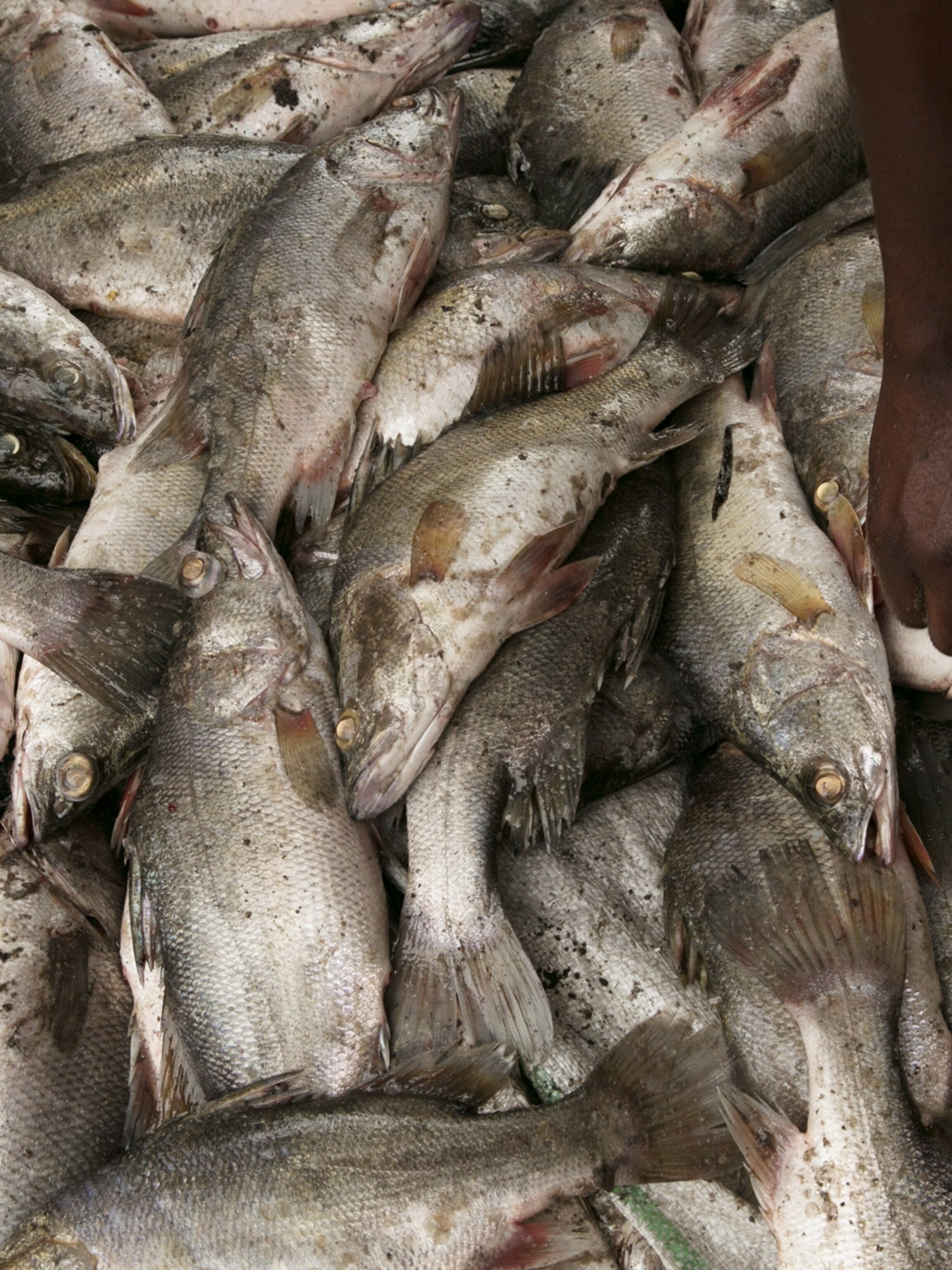 What Happens When Africa S Largest Lake Runs Out Of Fish
