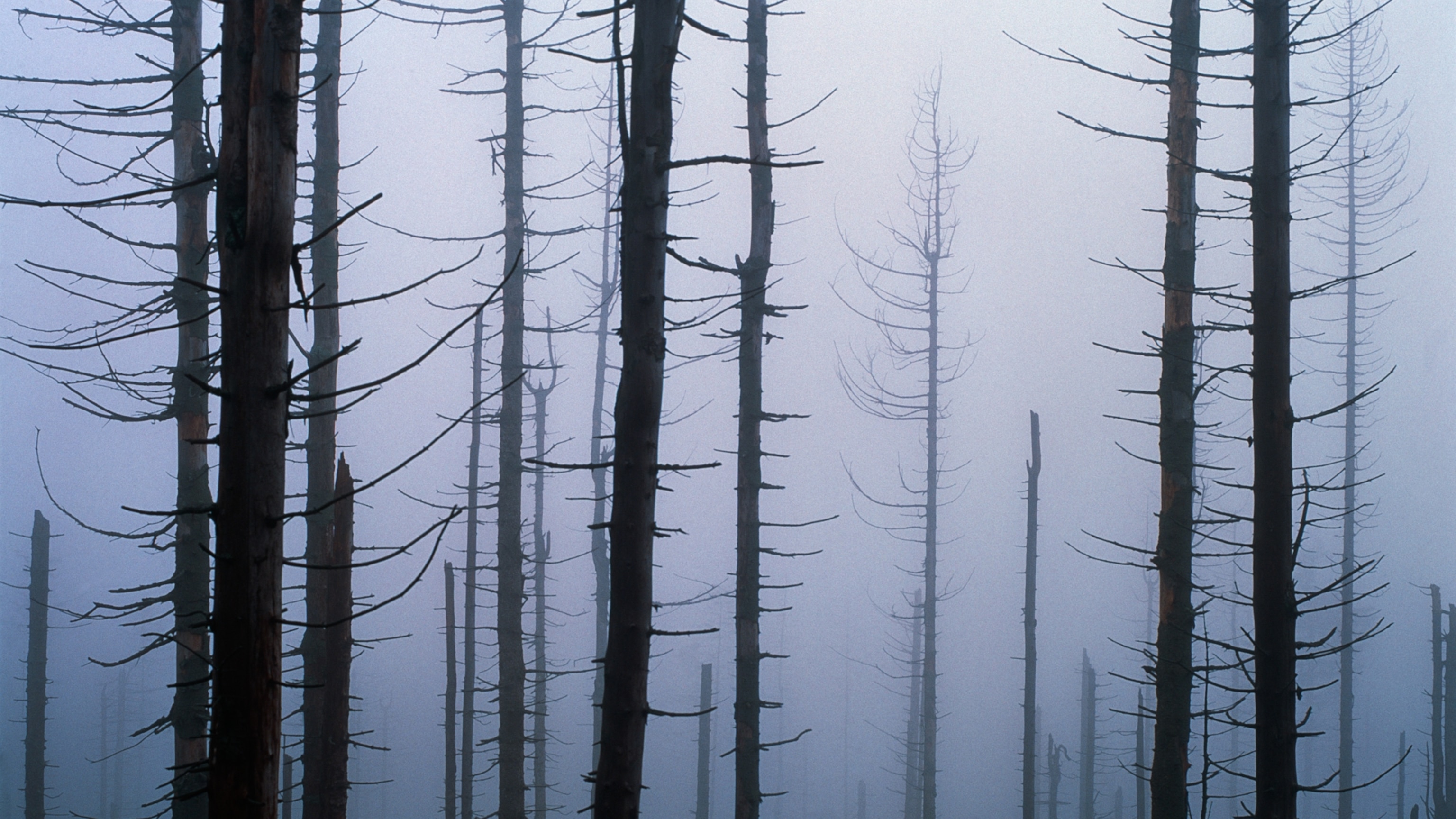 What is acid rain?