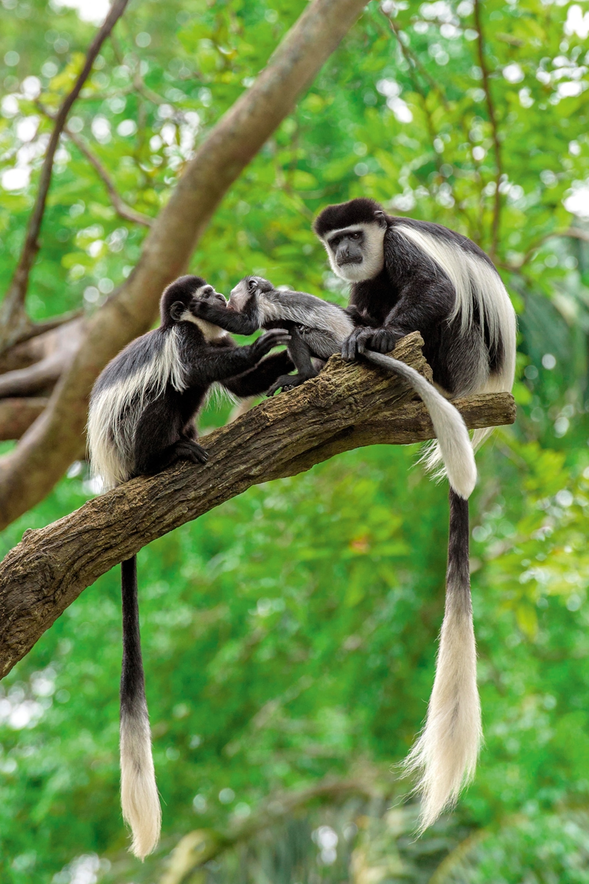 Two monkeys with long tails relaxing on a branch looking after a baby monkey.