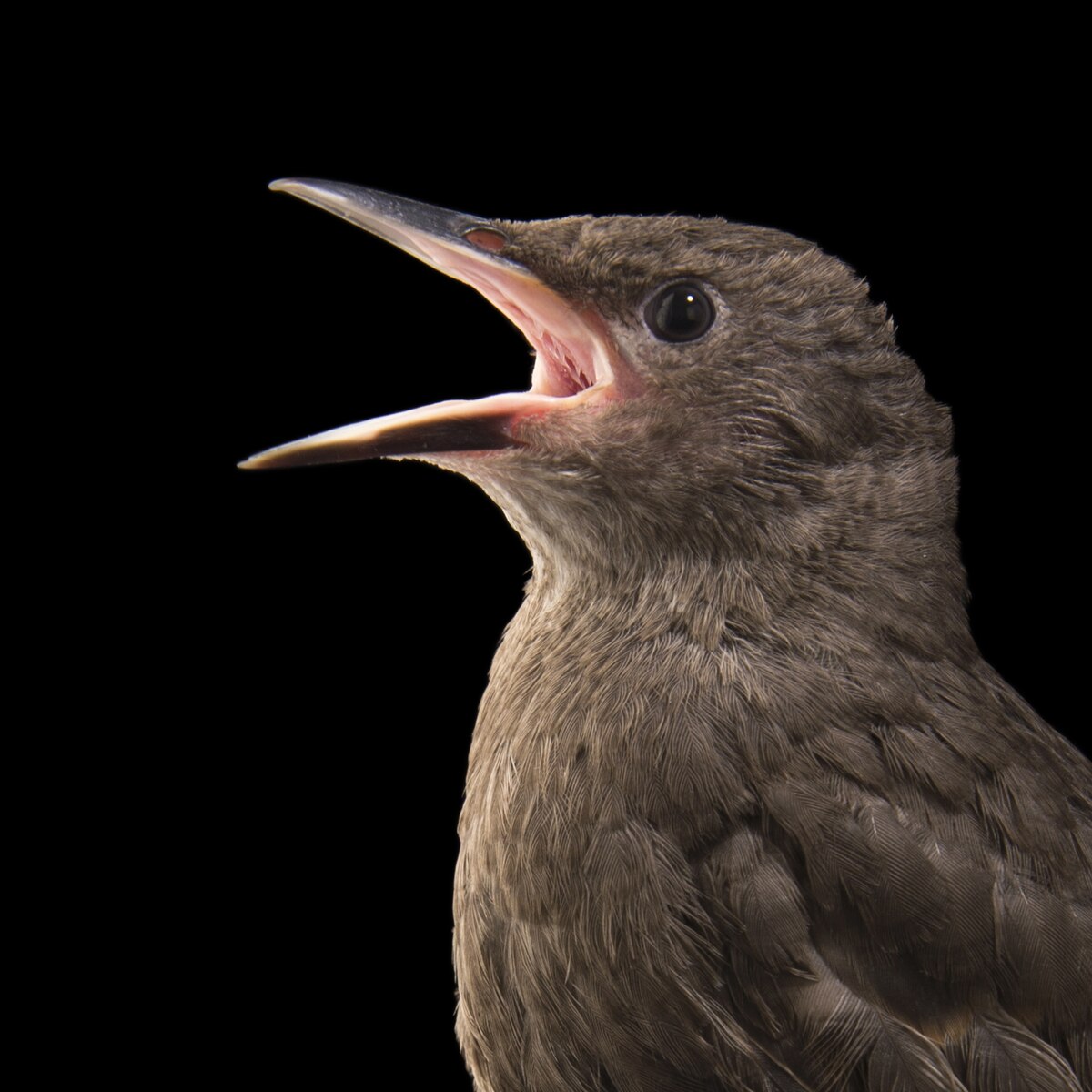 European Starling | National Geographic
