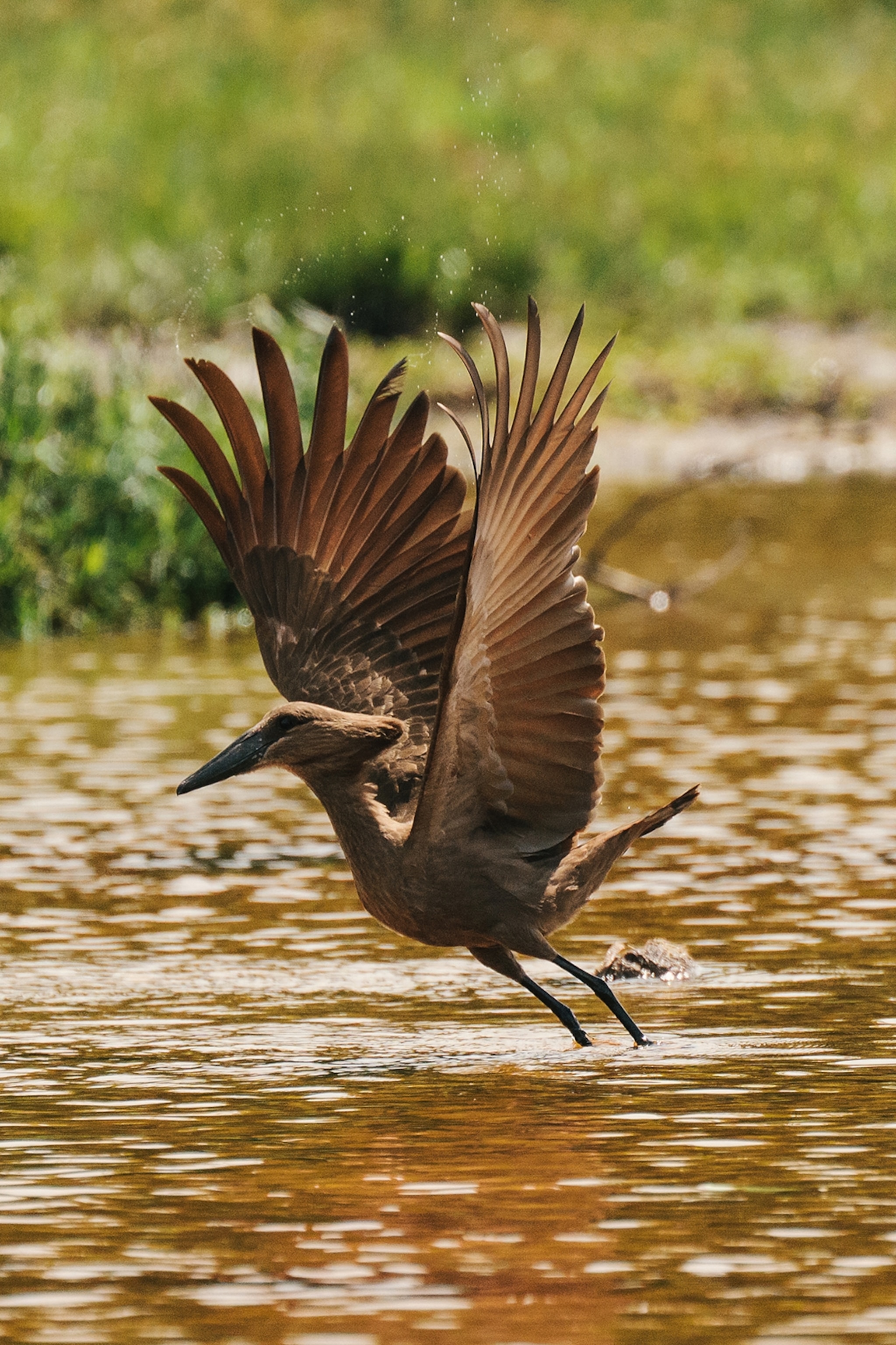 A bird taking flight from the surface of a river.