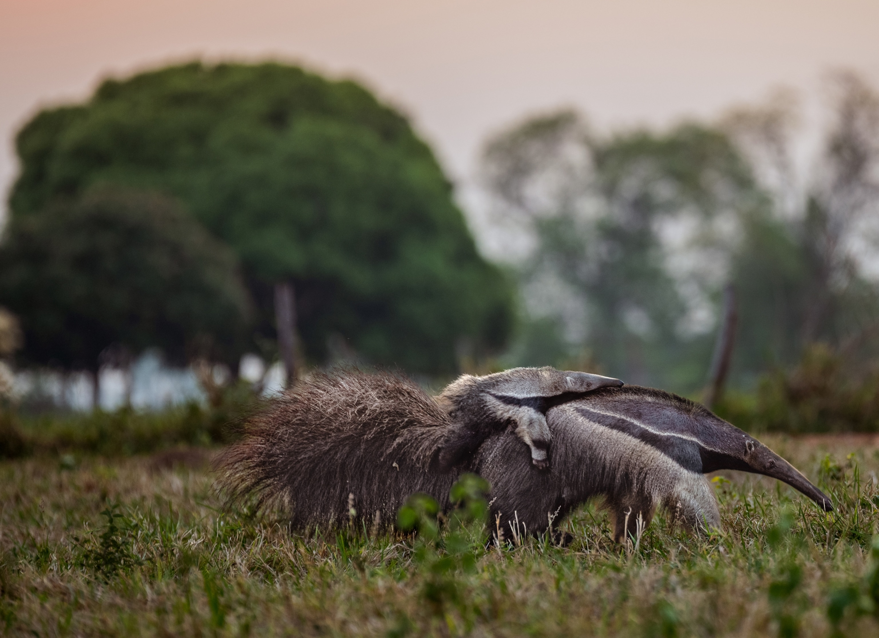 Side view of a giant anteater carrying a baby on her back walking through a grassy field. The baby is about half the size of its mother, sitting near the anteater's bushy tail. In the background are trees and a pink sky as the sun is on the horizon.