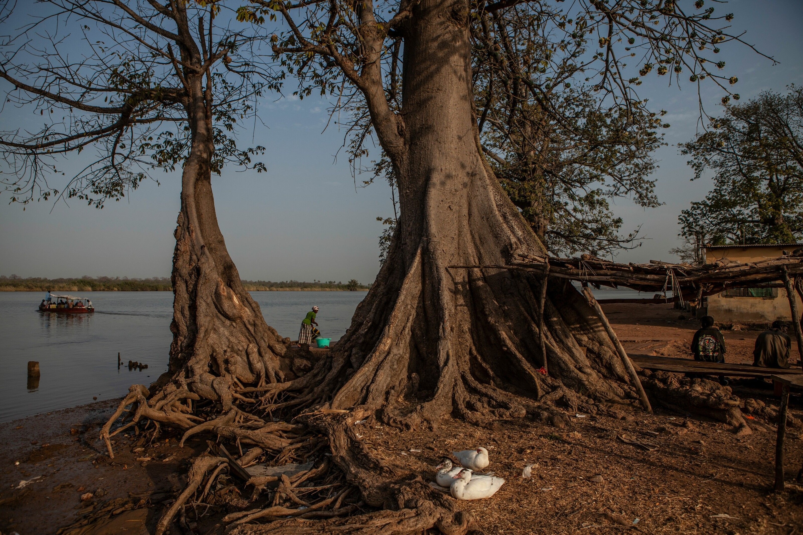 Silk cotton trees on the edge of River Gambia at the town of Kuntaur. The town was formally an important trading centre, with a large depot for Gambia's main export, peanuts. With the fabrication of two main roads on the north and south bank of the river, much of the transport of goods is now done by trucks, leaving a number of river side towns relics of their former selves.