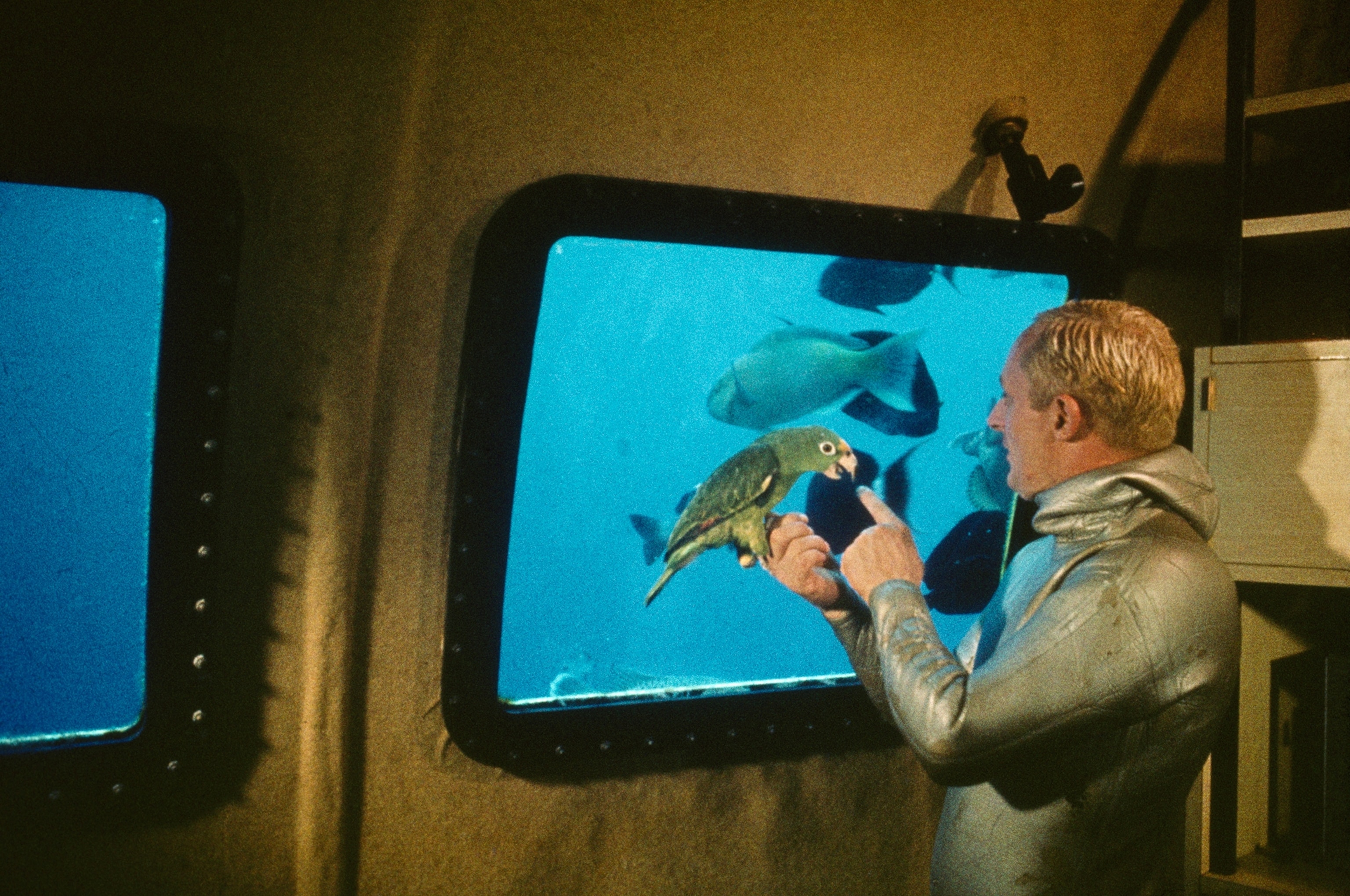 A man in an underwater vessel shows his parrot to parrotfish outside.