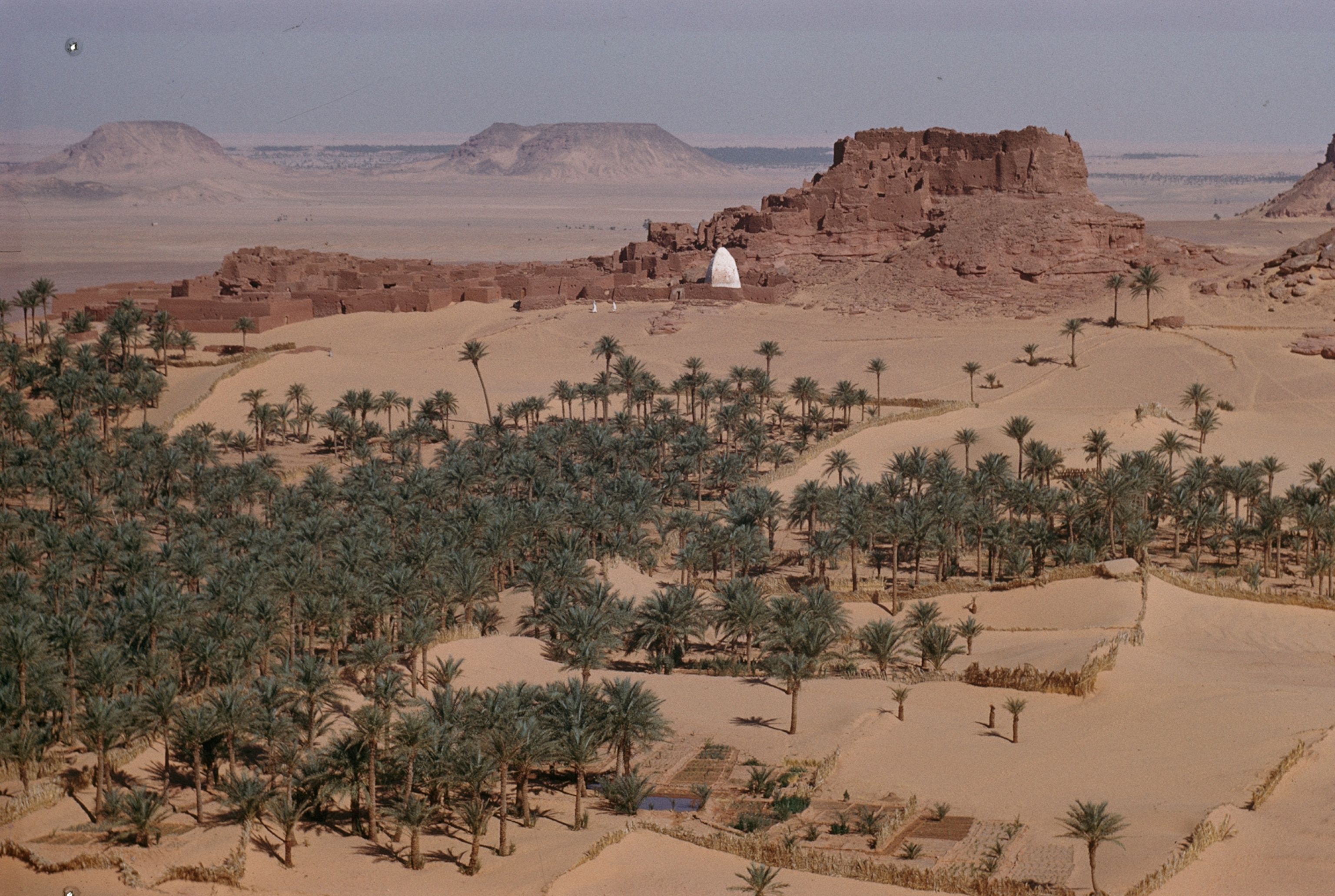Date palms form a canopy in an oasis