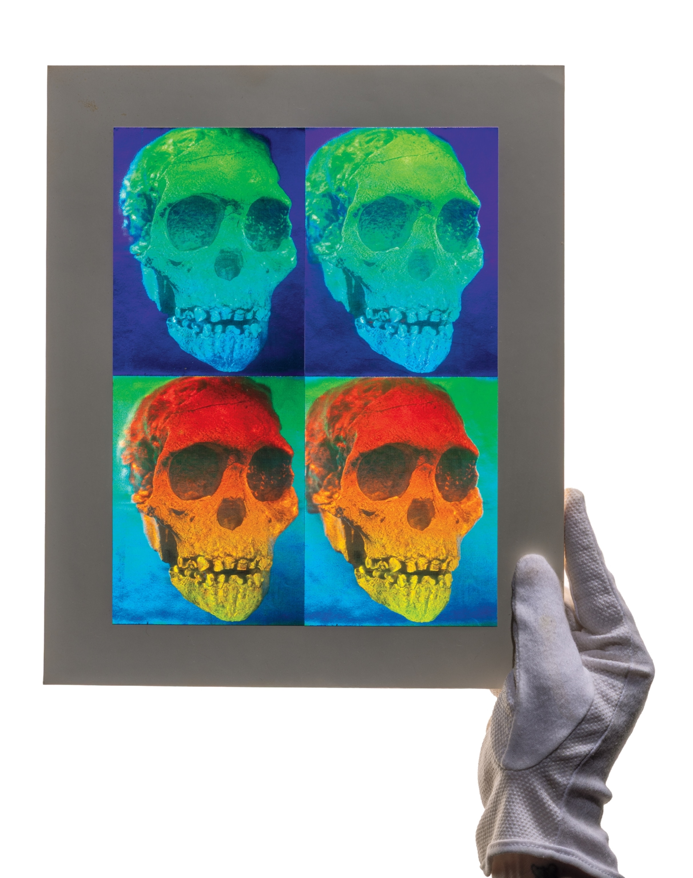 Right hand in white glove holding a large format photo plate with four images of human skull.