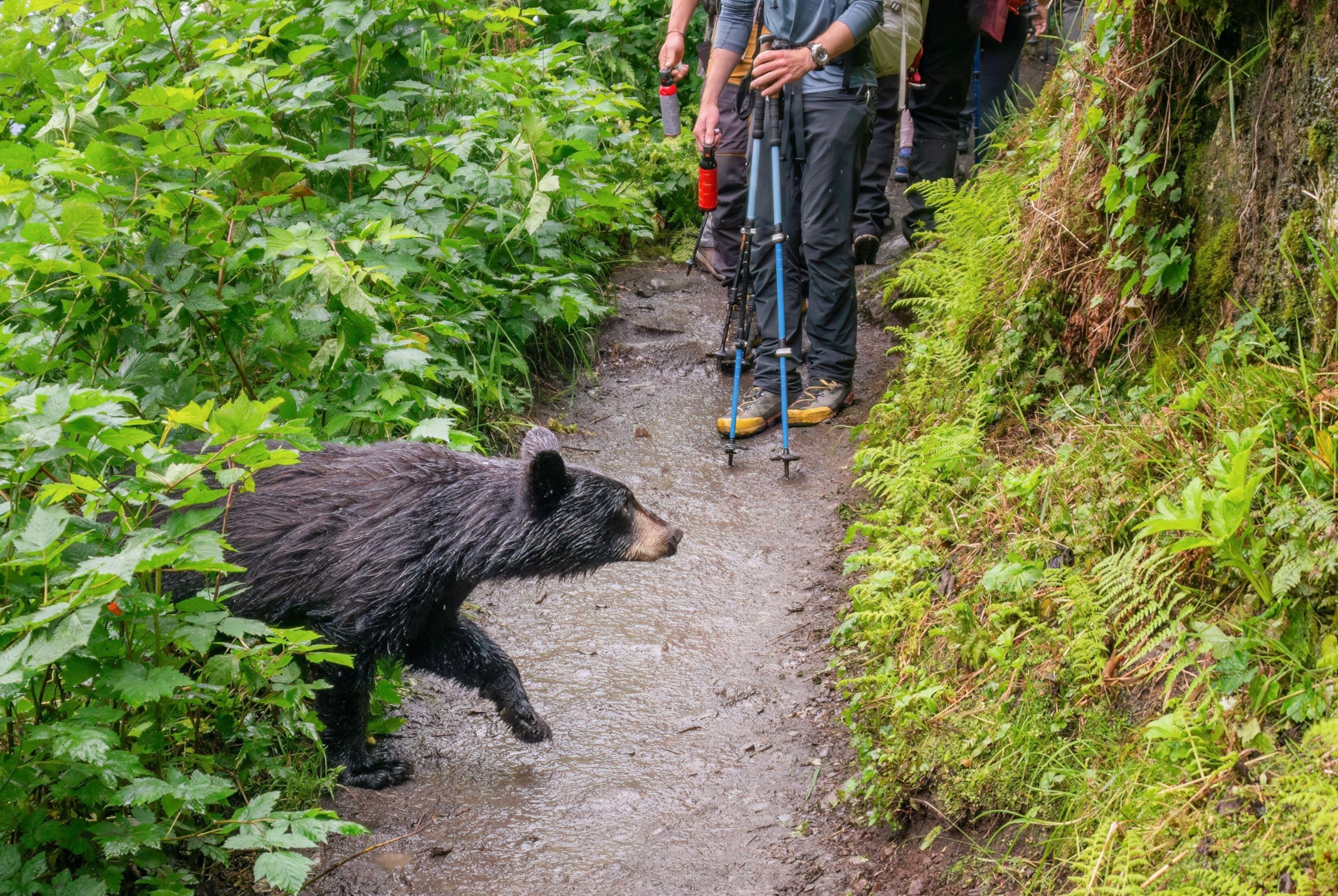 A bear walks out onto a trail from the left as a group of hikers walk along it. The hikers are holding bear spray as the bear approaches the trail