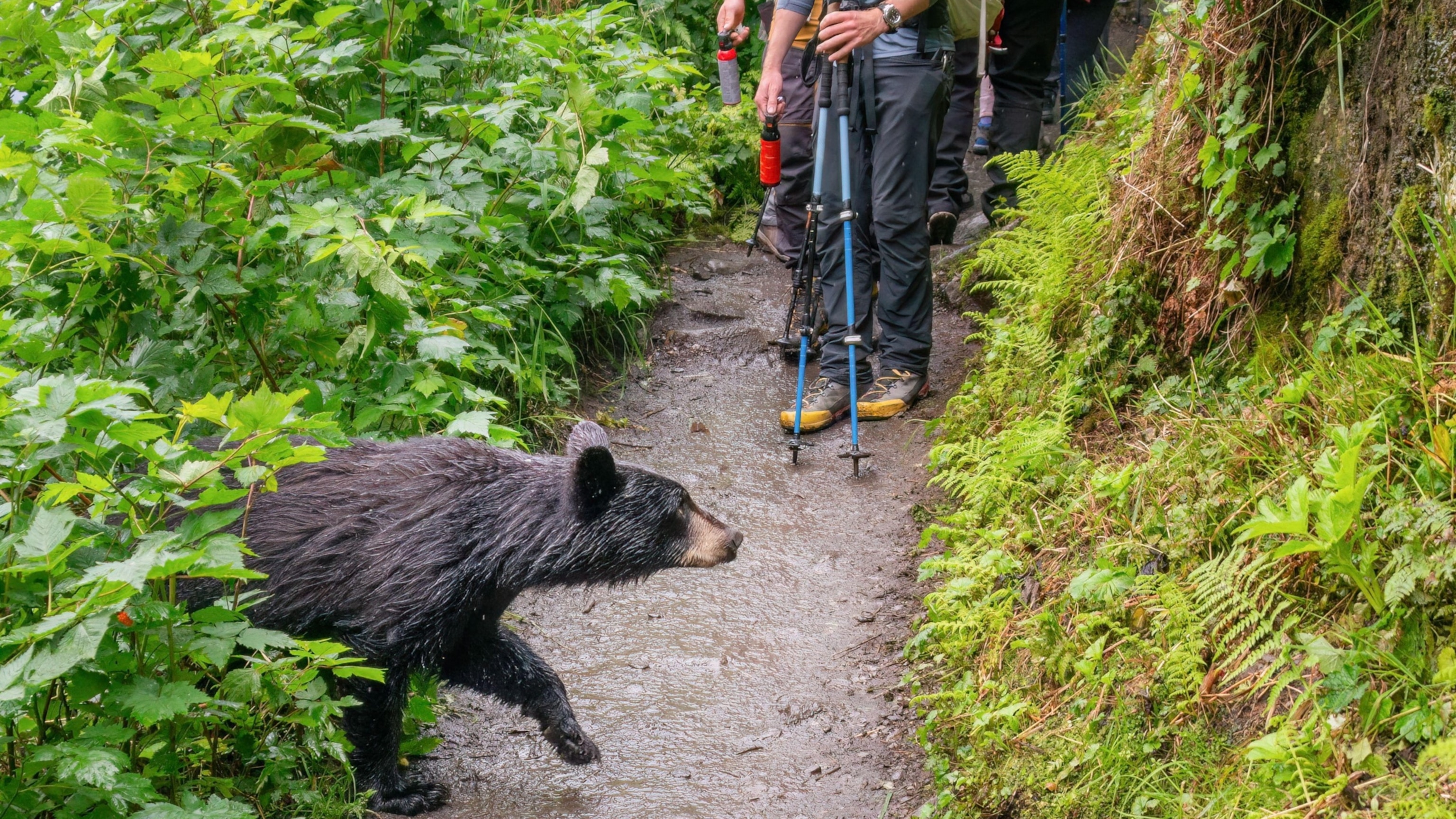 Why you may see more black bears this summer