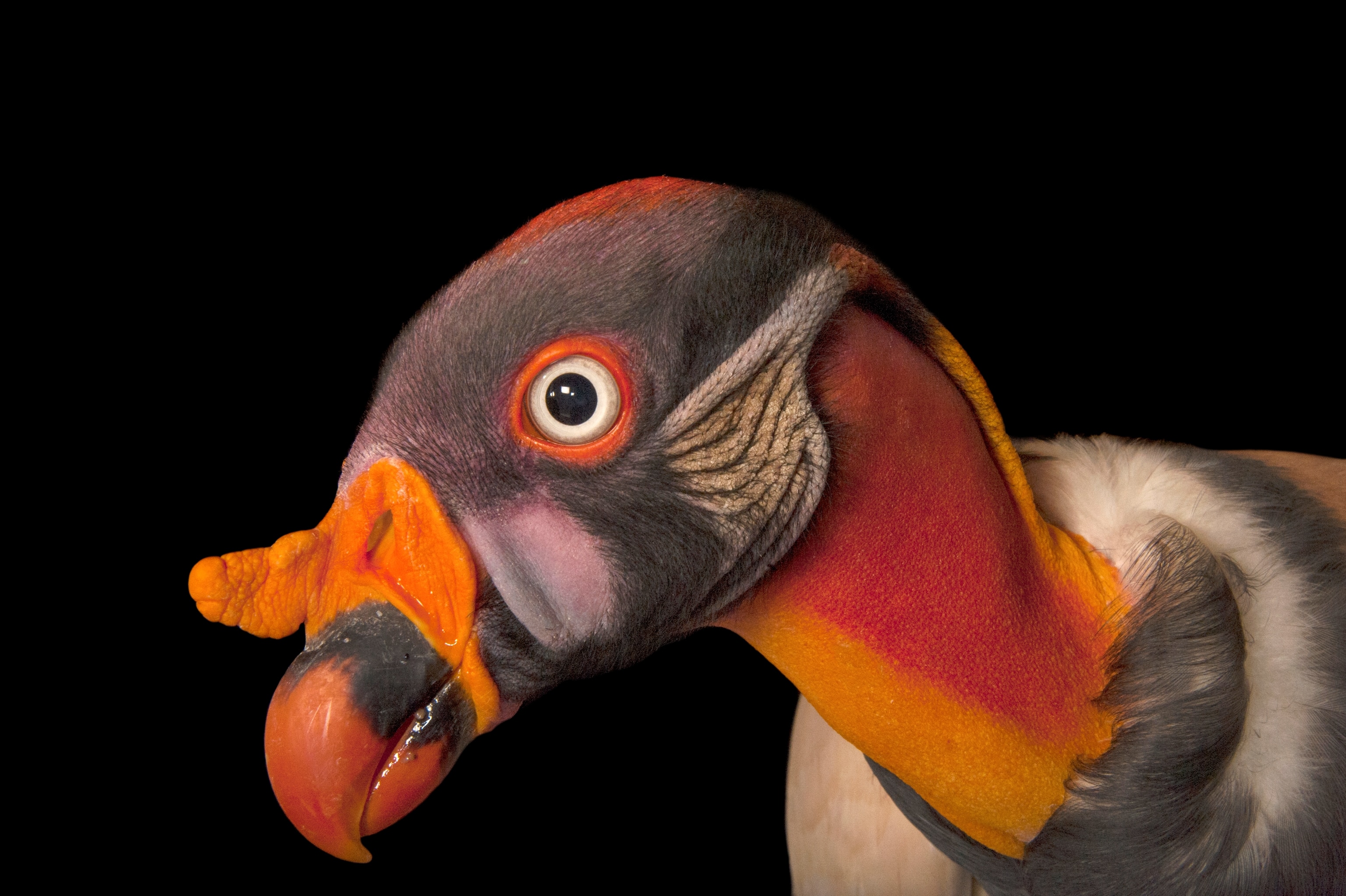 a king vulture at Gladys Porter Zoo, Brownsville, Texas