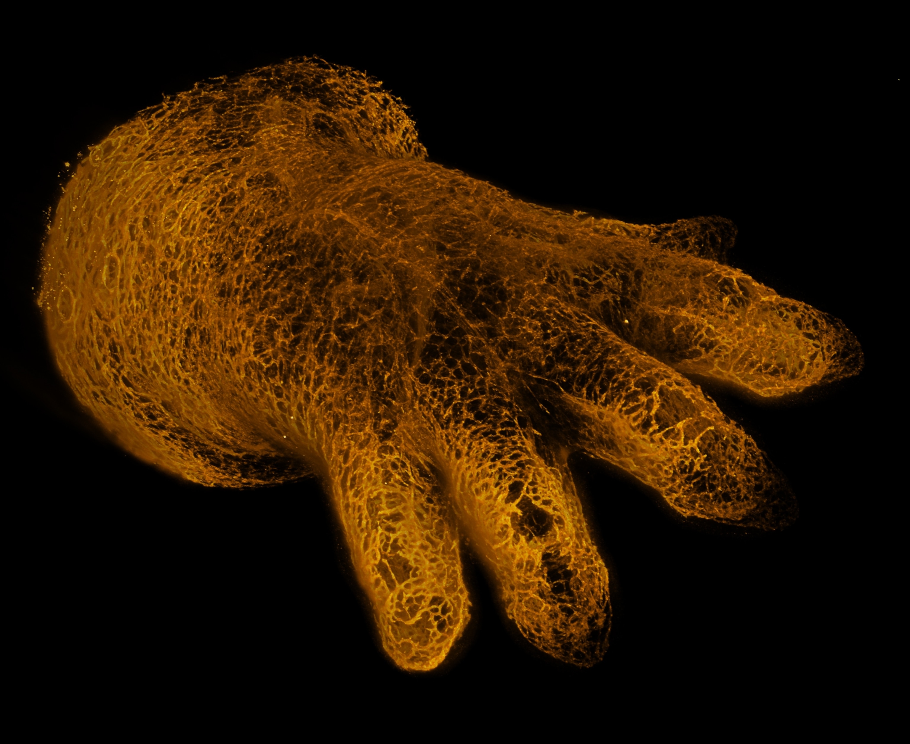 Blood vessels forming an intricate mesh network in the shape of a mouse paw