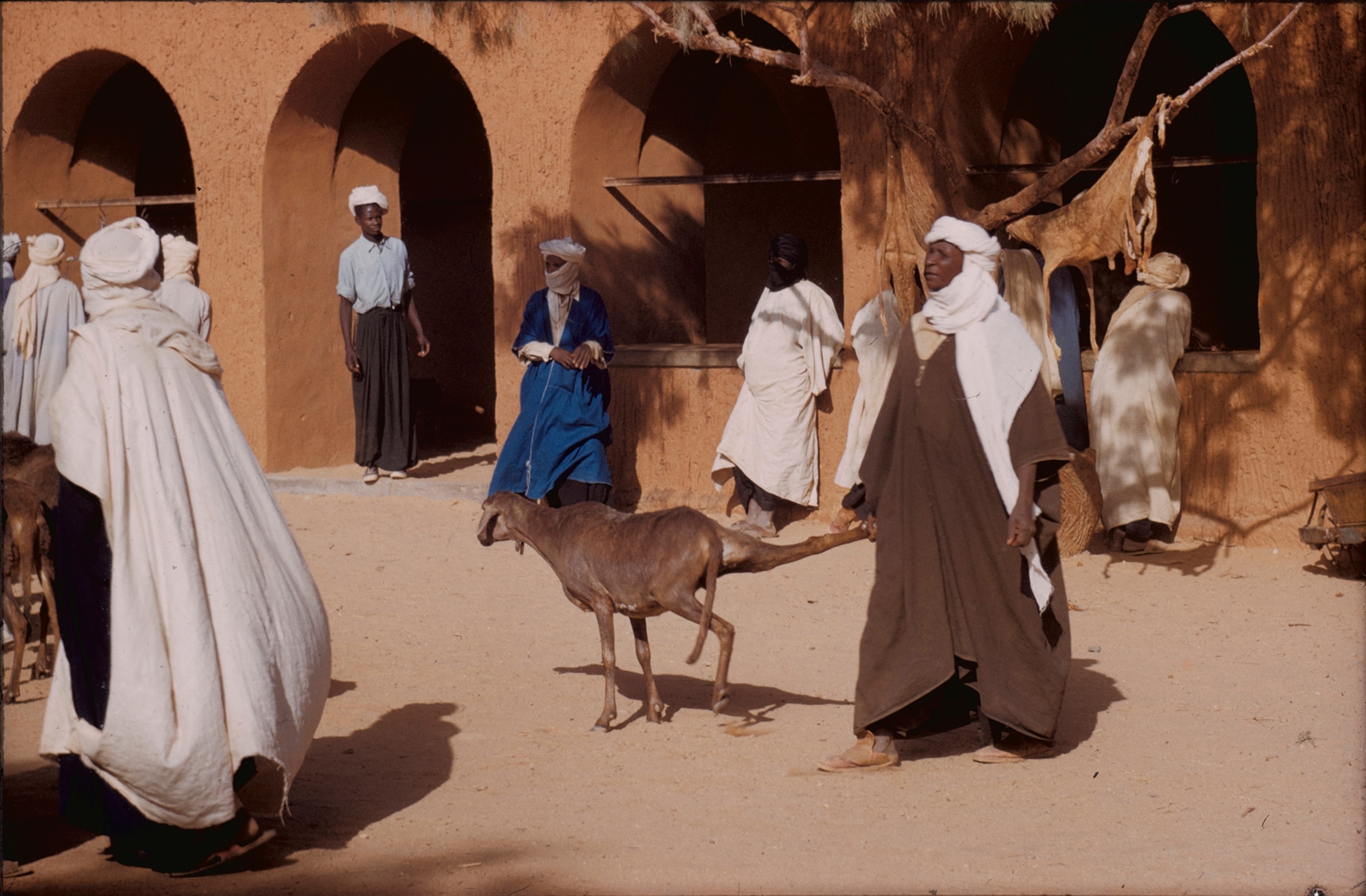 A servant leads a sheep to market using the hind leg as a leash