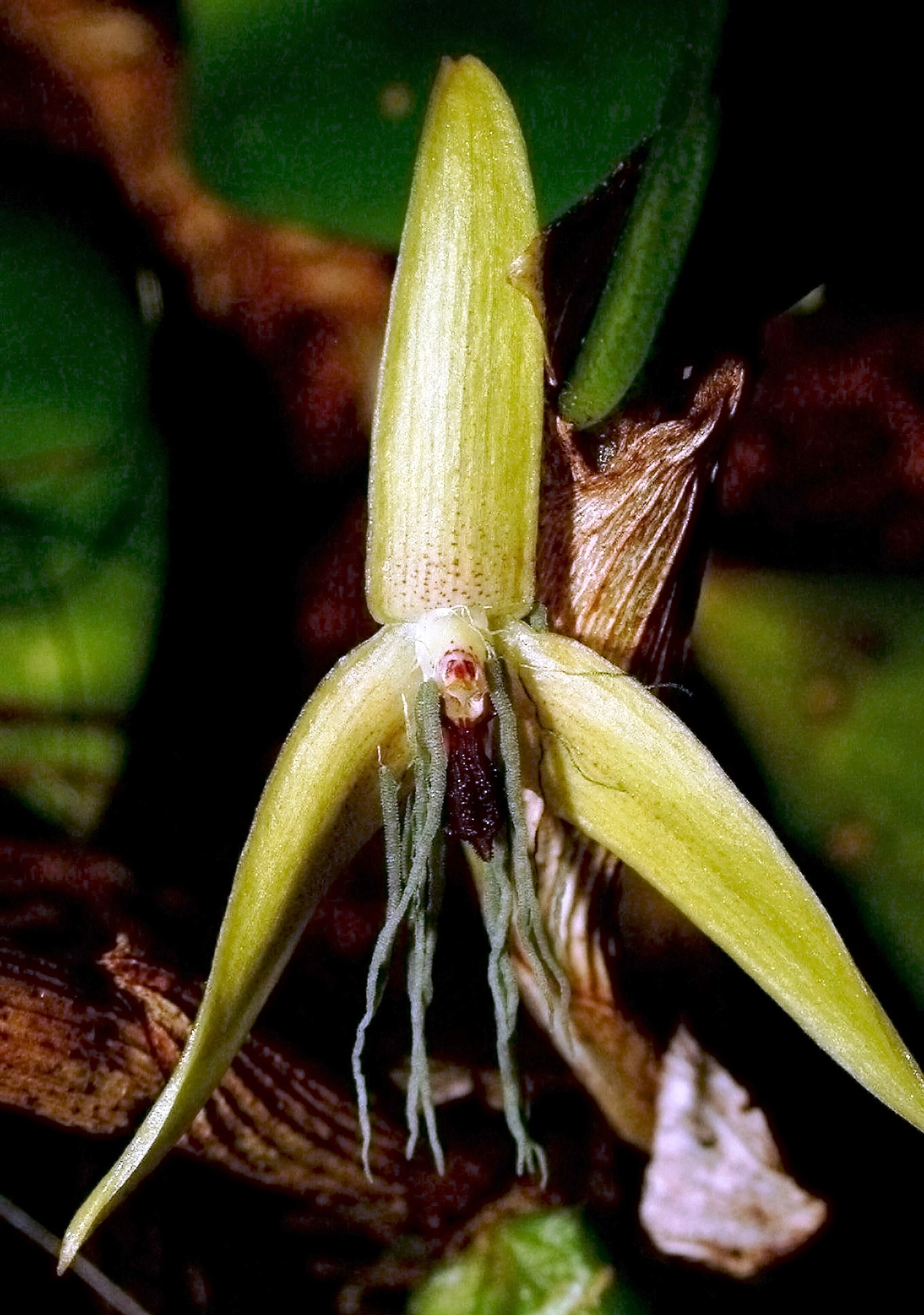 Night-blooming orchid picture: one of the top ten new species of 2011