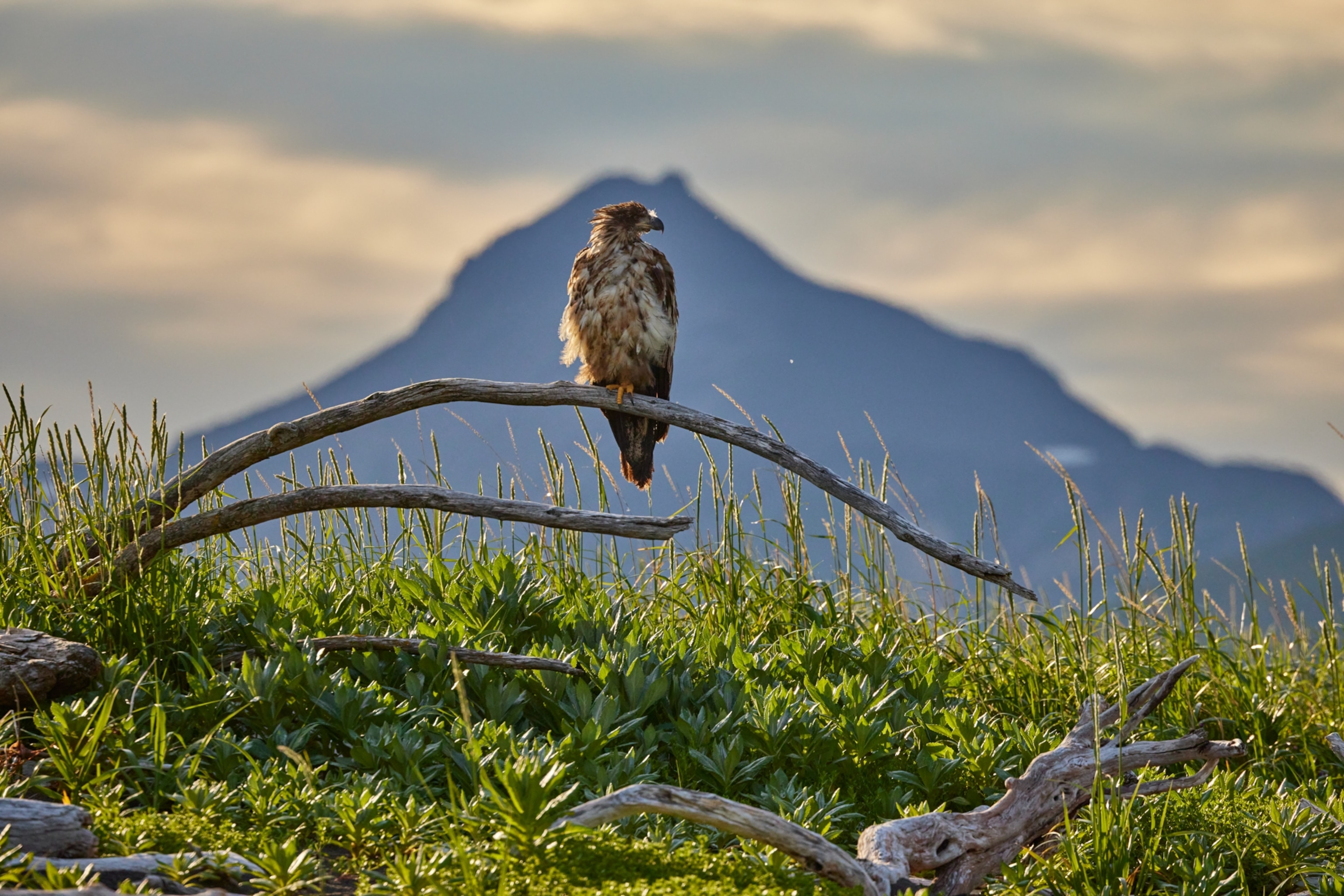 A majestic bird perched on a branch against a backdrop of a distant mountain.