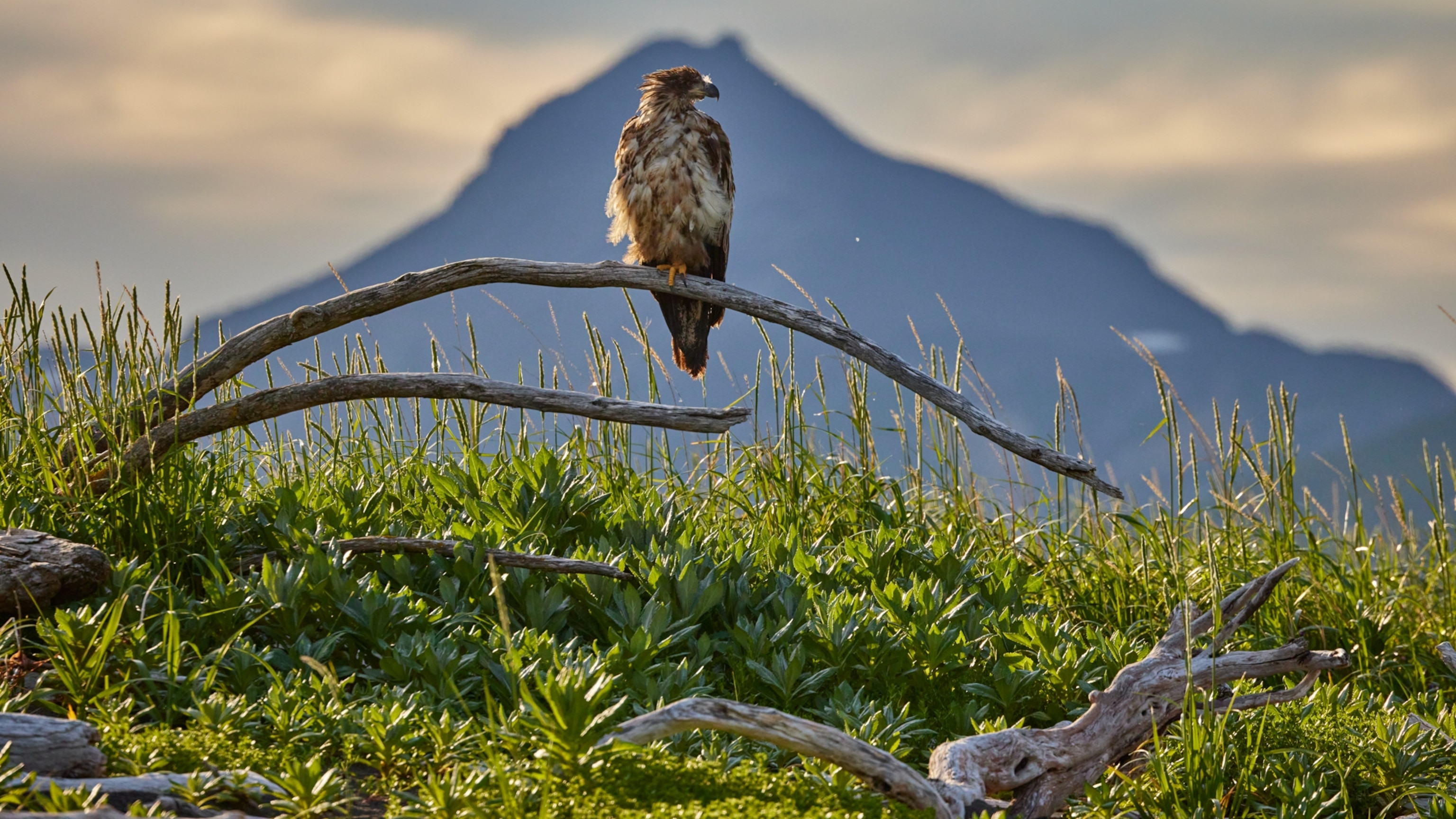 What proposed changes to the Endangered Species Act mean for wildlife