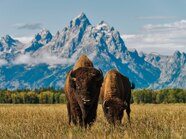 Pictures Grand Teton National Park National Geographic Travel 