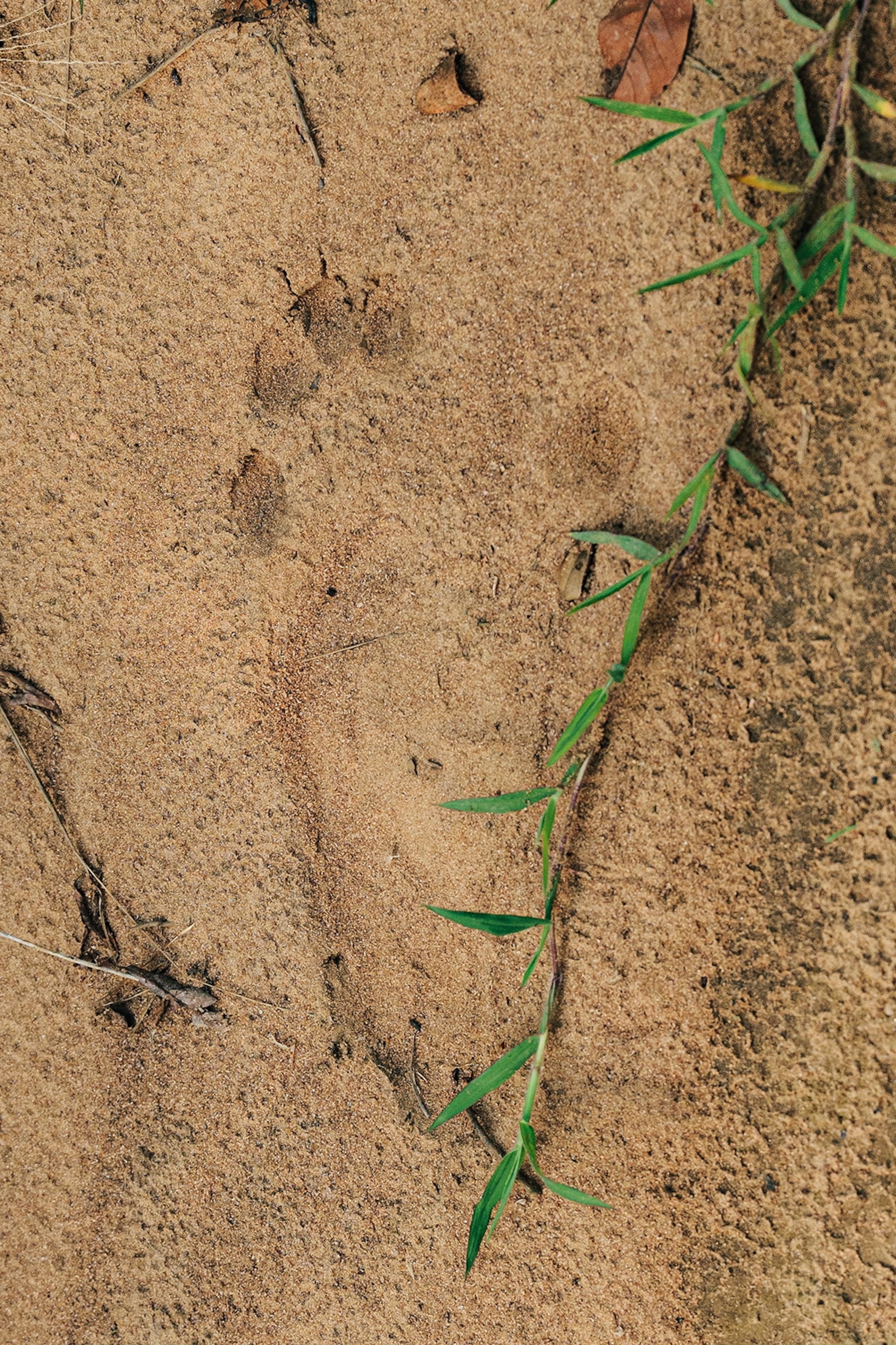 A gorilla foot print in the sand.