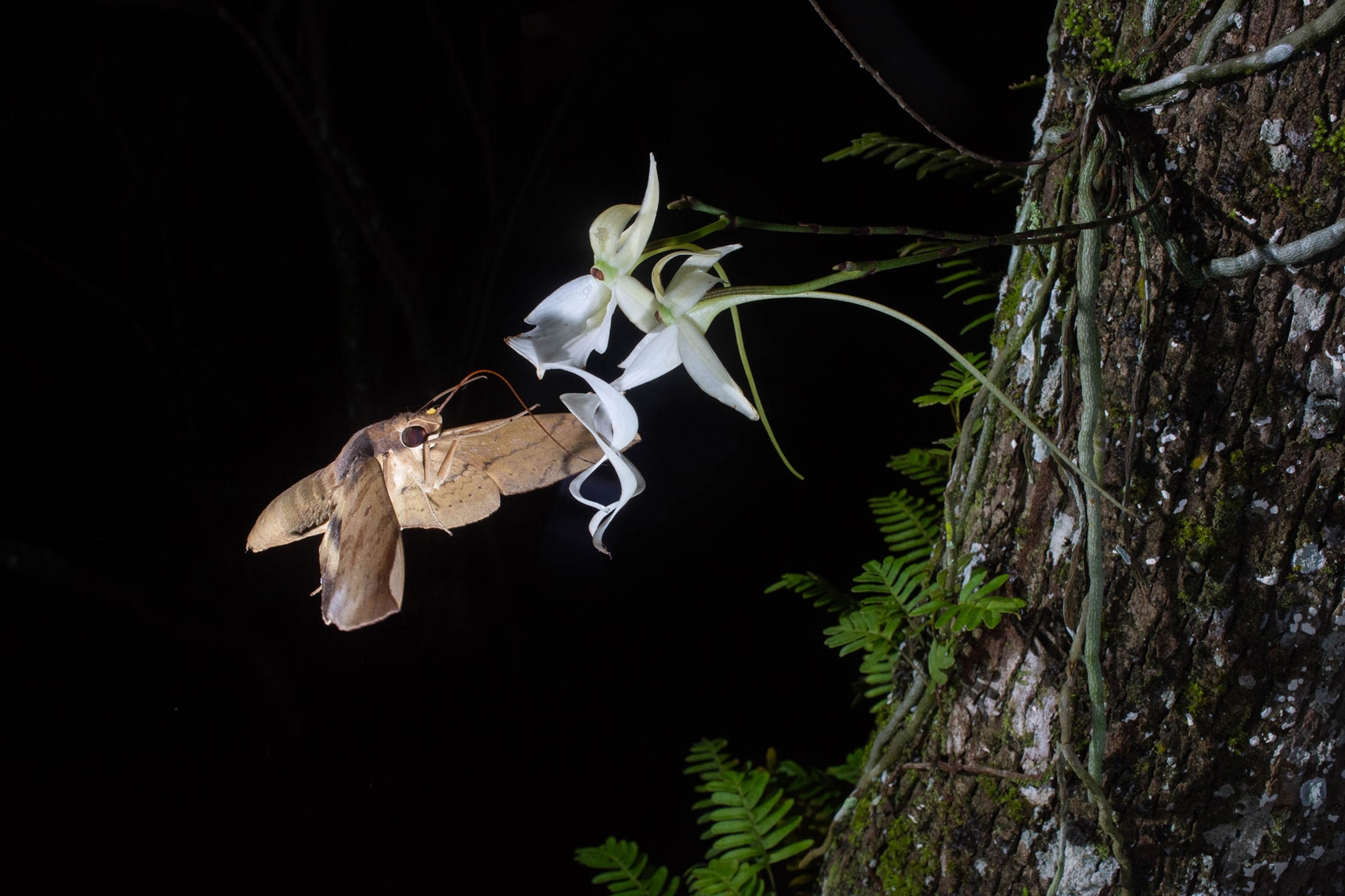 ghost fern dress orchid bloom
