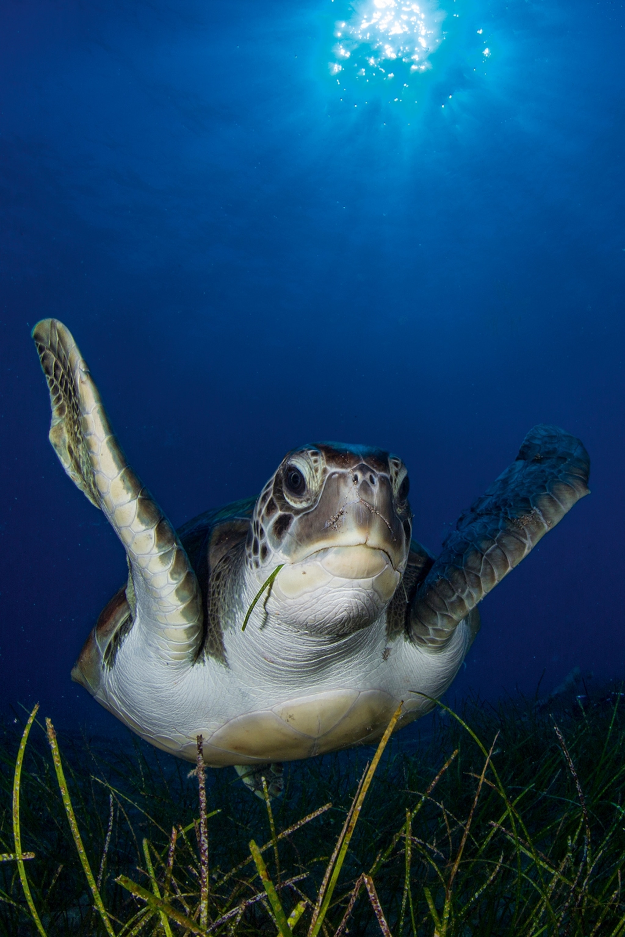 An underwater shot of a sea turtle swimming past.