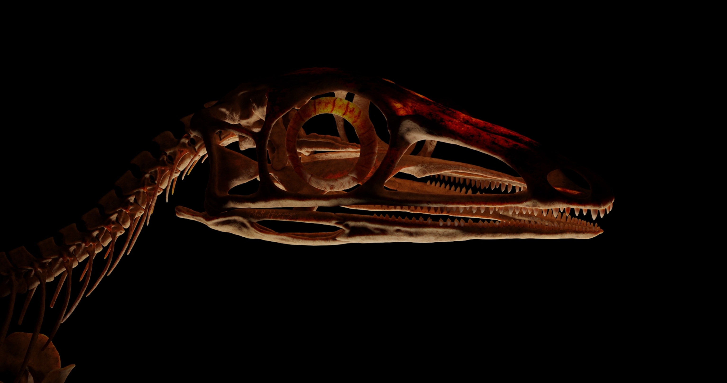A 3D rendering of a Scleromochlus taylori skull
