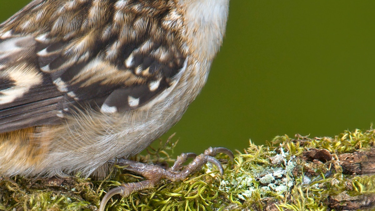 Brown Creeper National Geographic