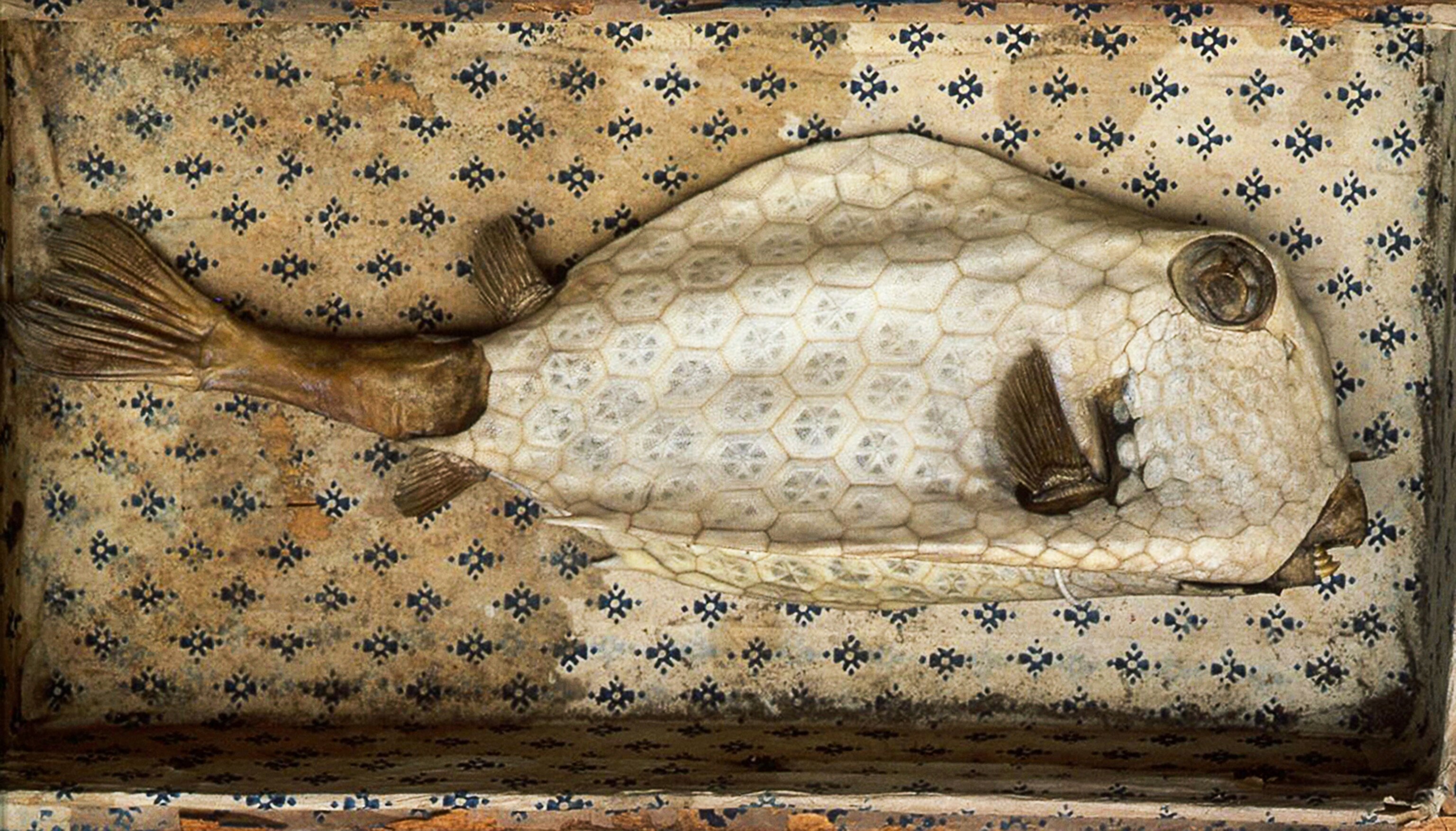 a trunk fish specimen at the Ashmolean Museum in Oxford.